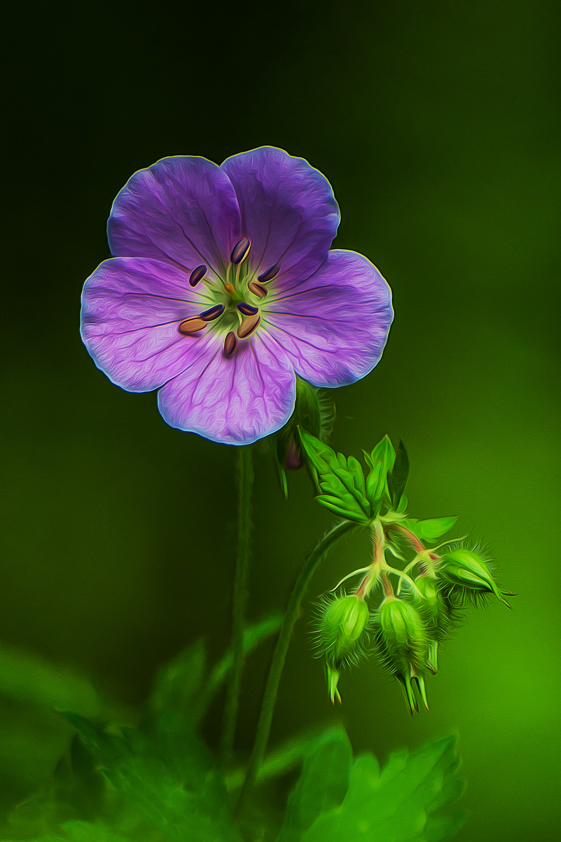 Lavender Flower