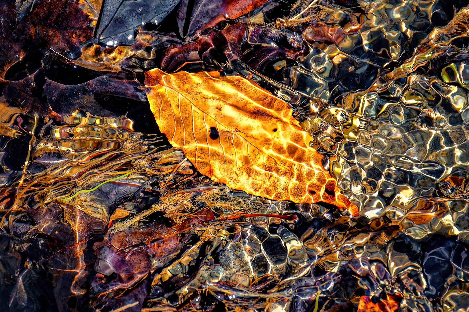 Yellow Autumn Leaf Underwater in Spring