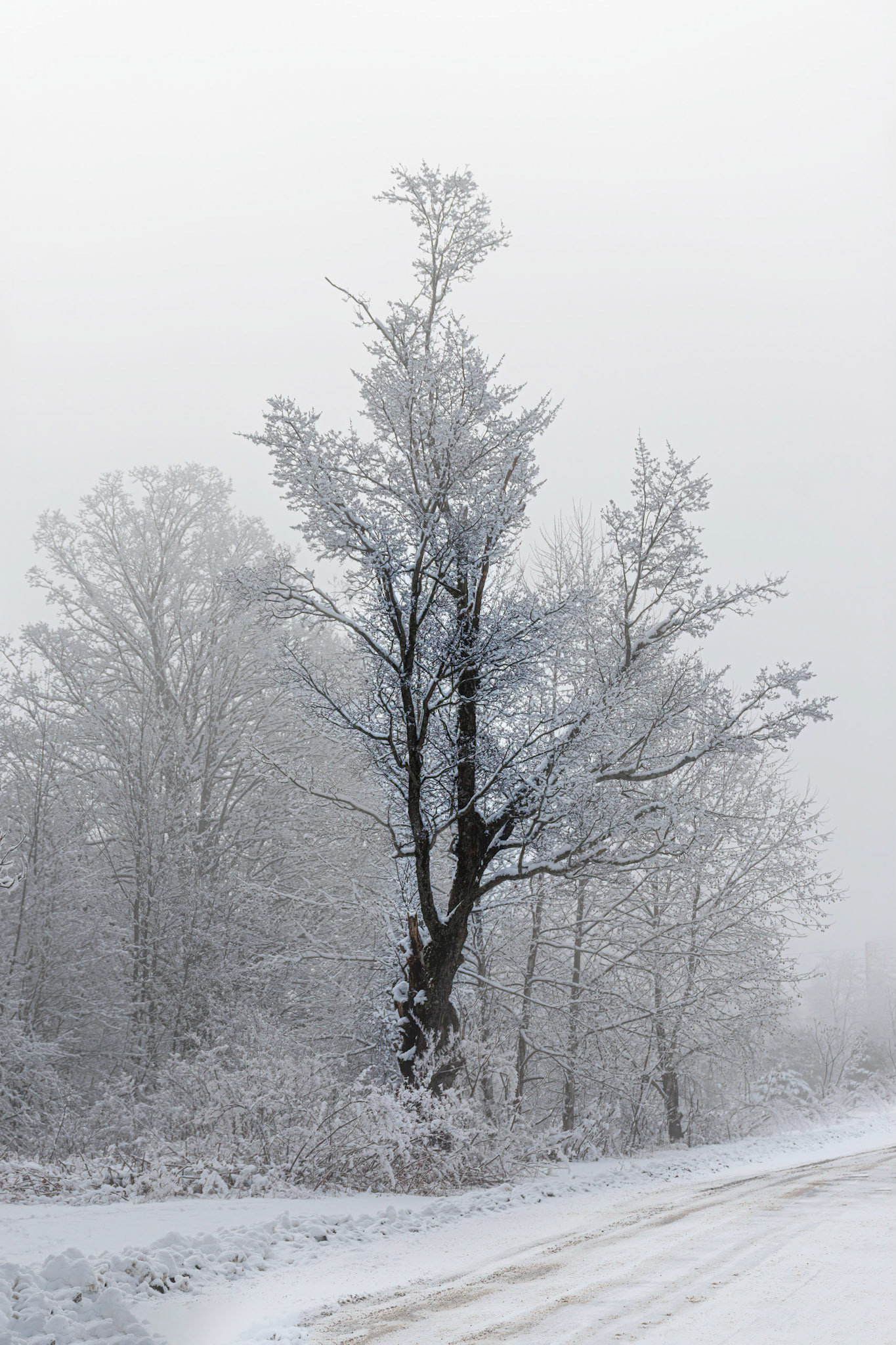 Tree with Snow and Fog