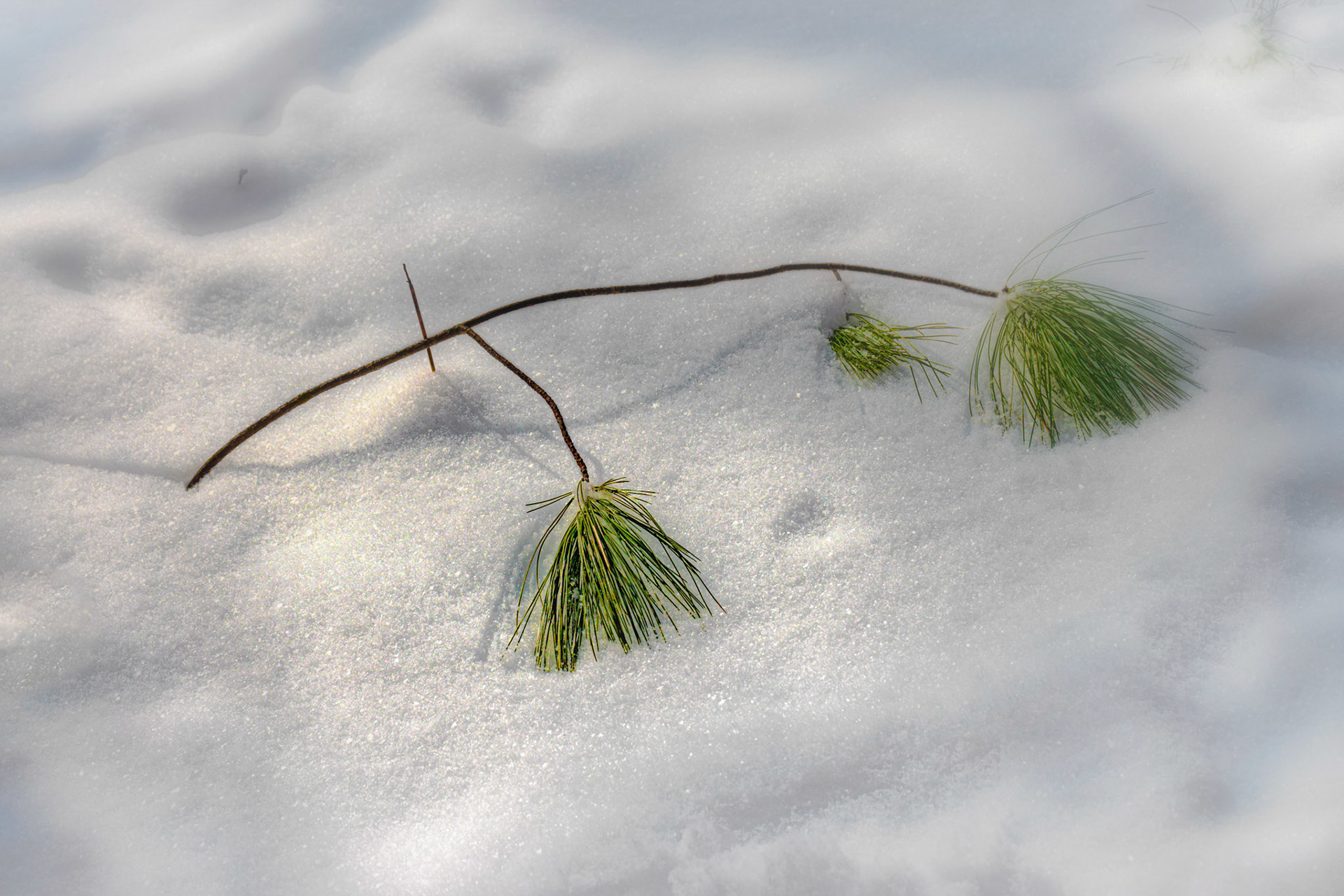 Small Pine Branch on Fresh Snow