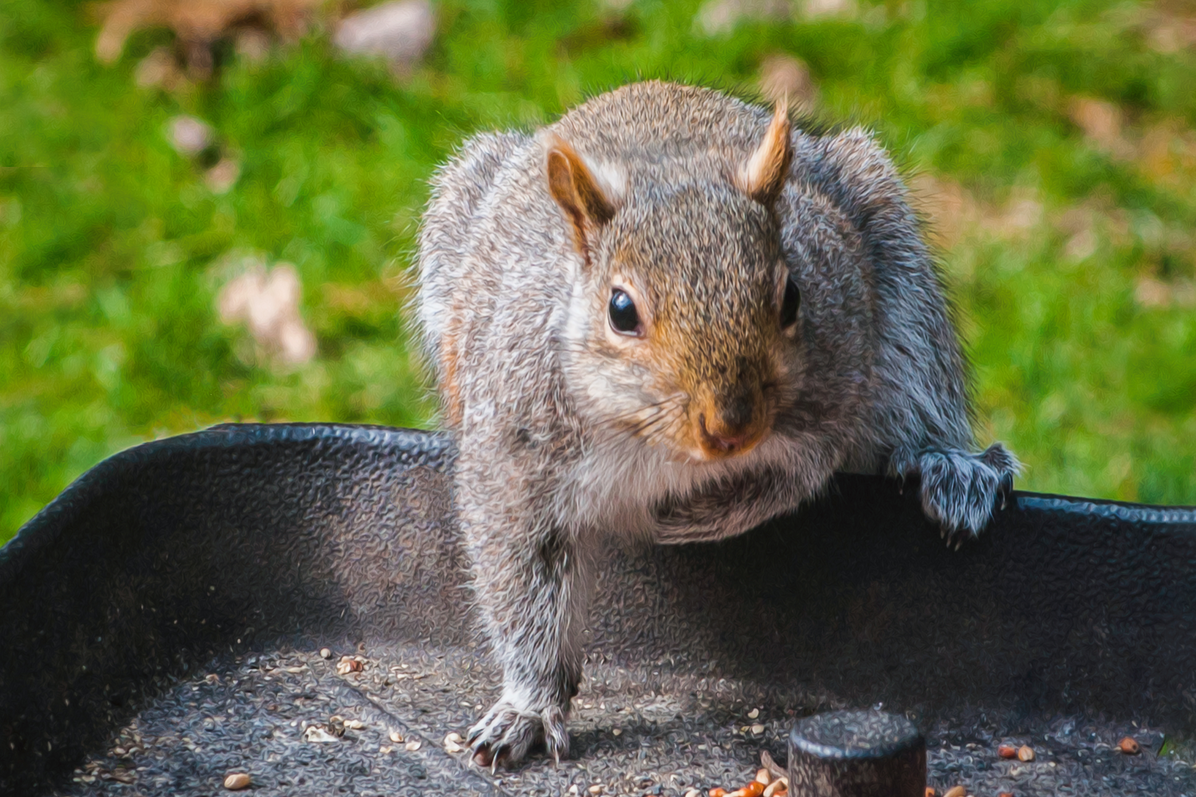 Squirrel Entering Feeder
