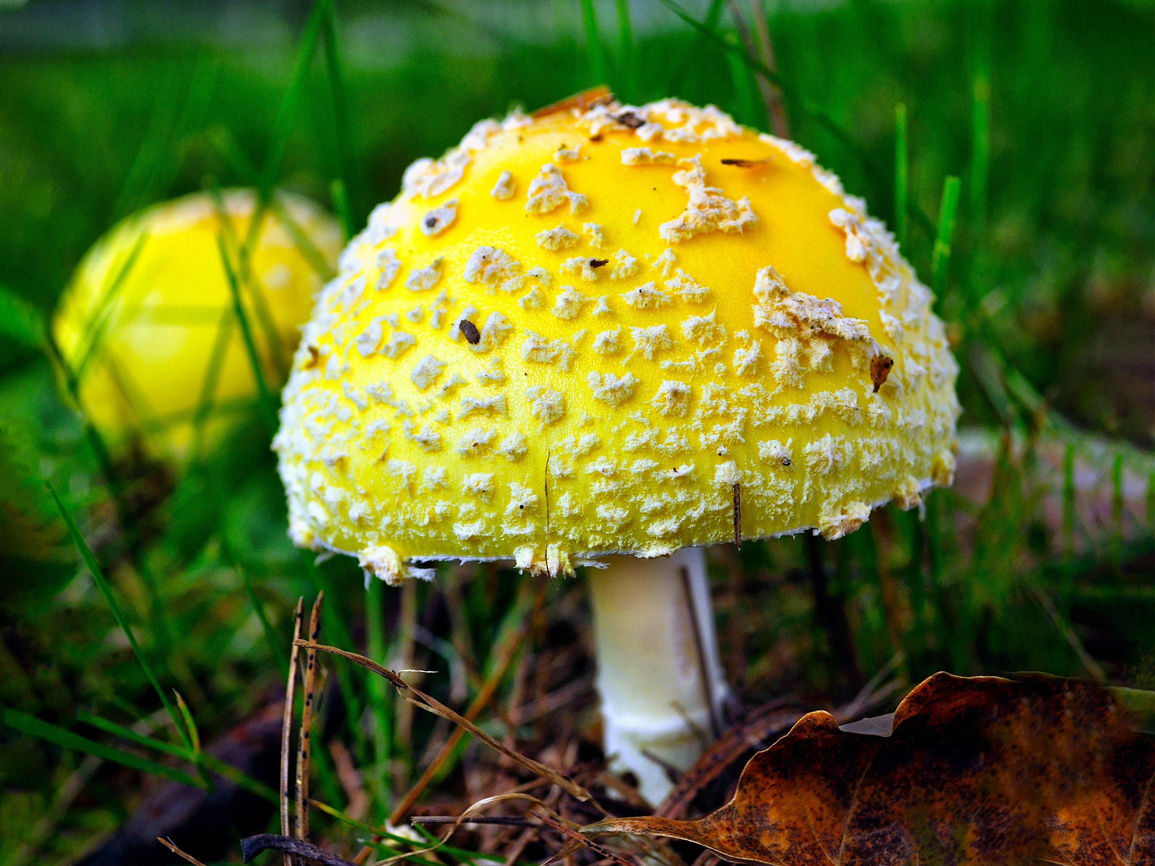 Yellow Mushroom Yard
