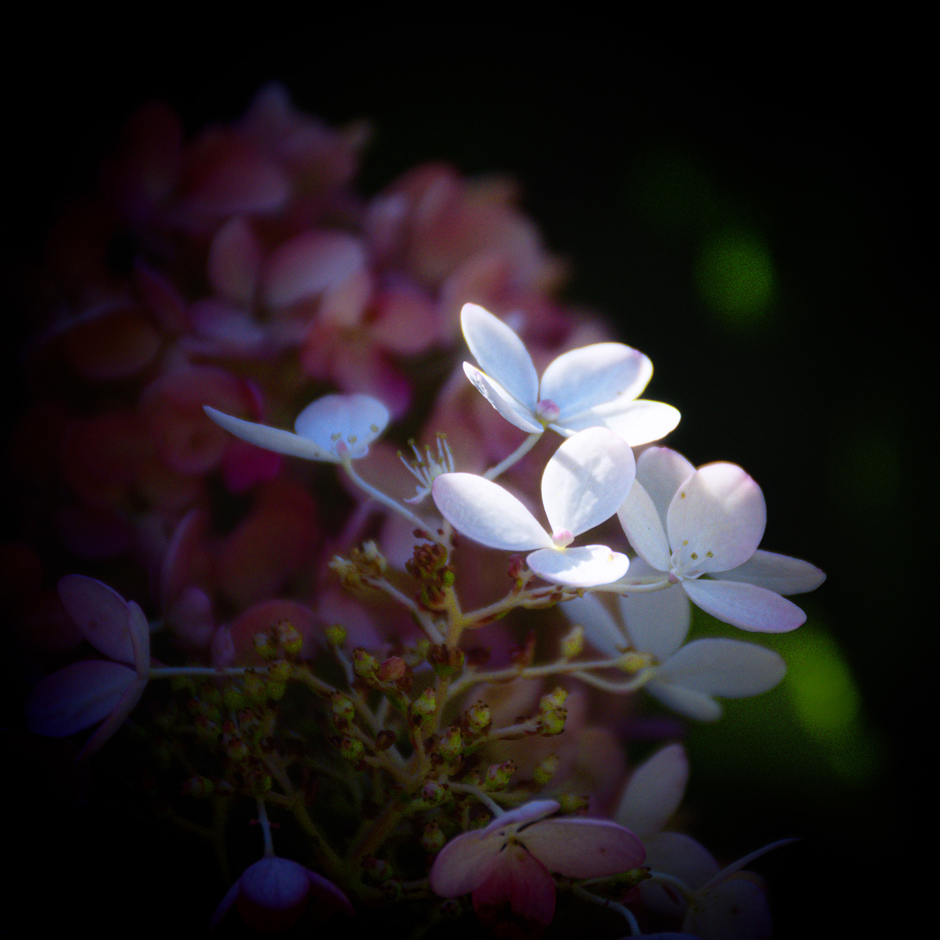 White Petals in Sun