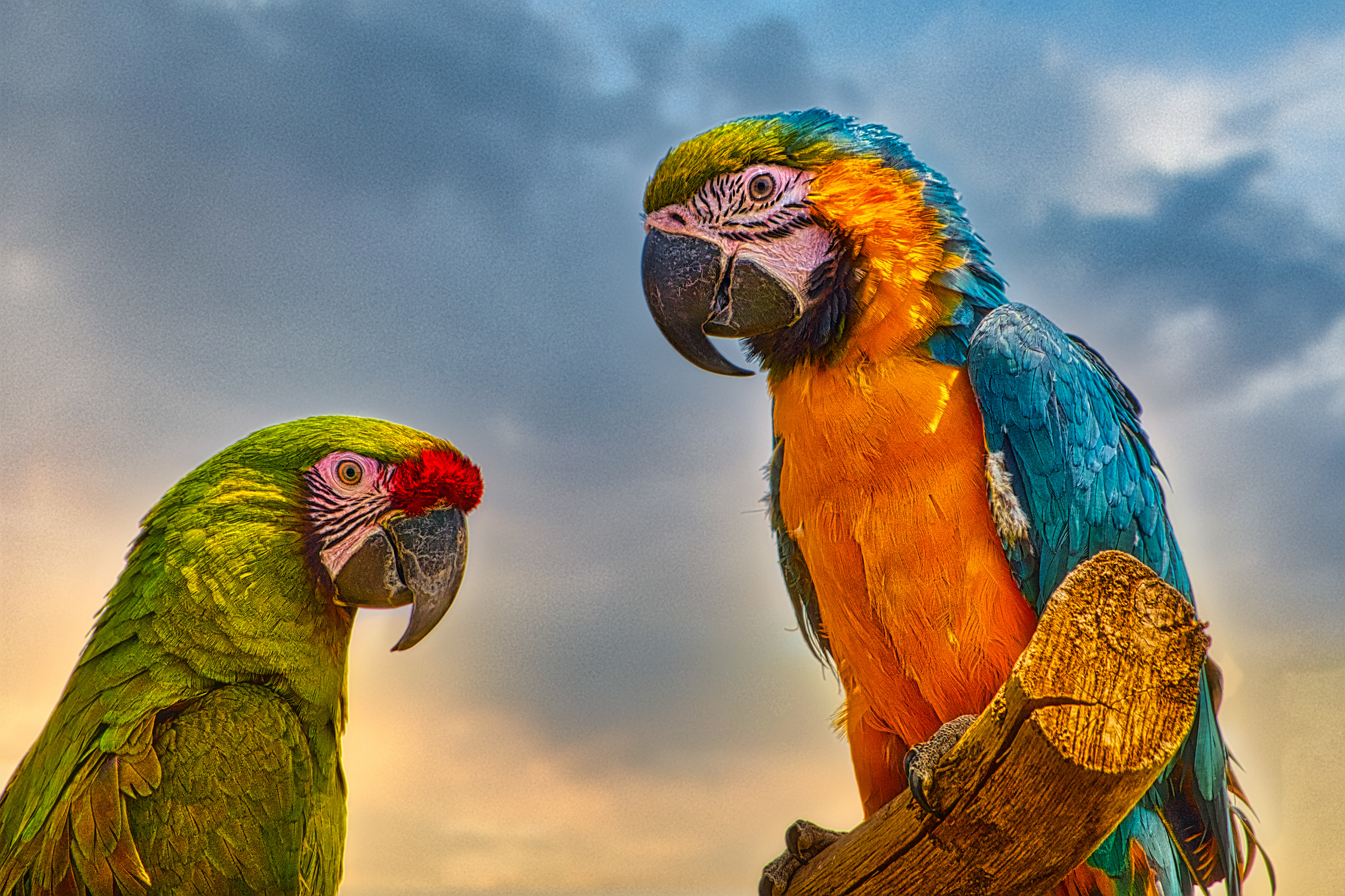 2 Macaws