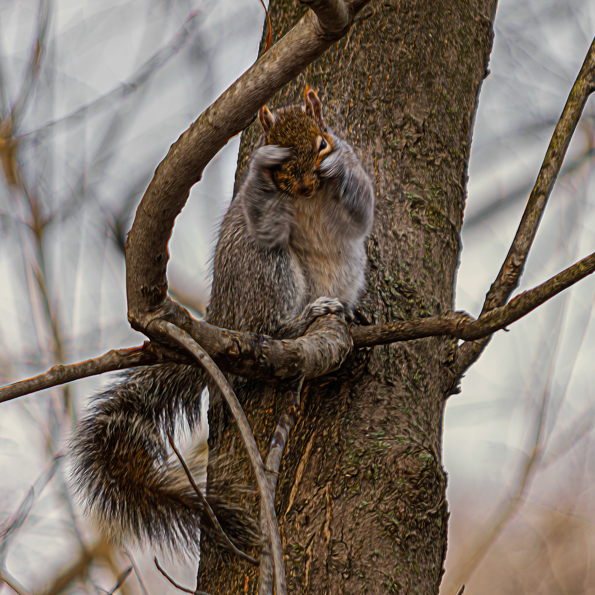 Squirrel Beng Shy