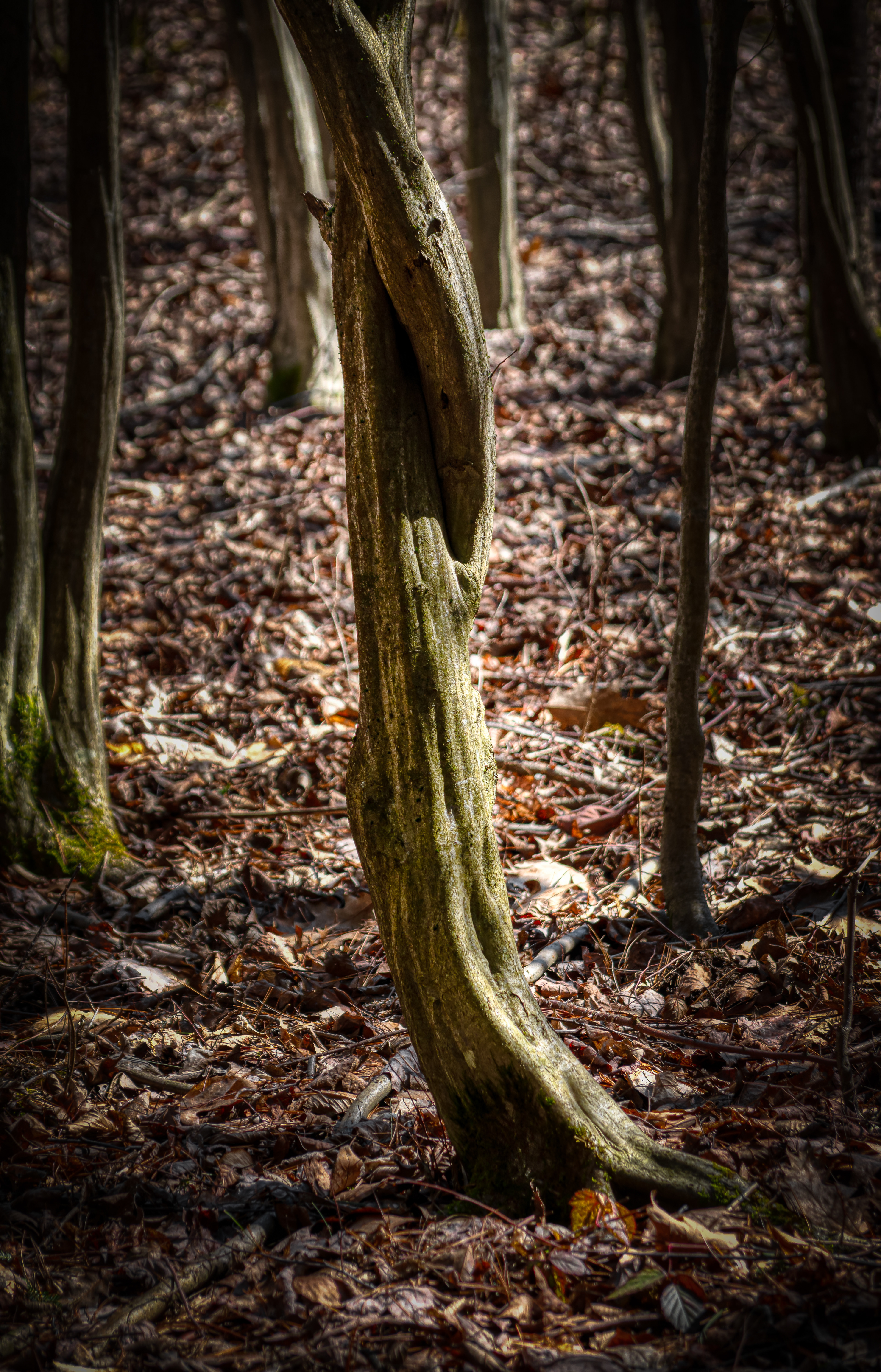 Twisted tree trunk in Cole Park