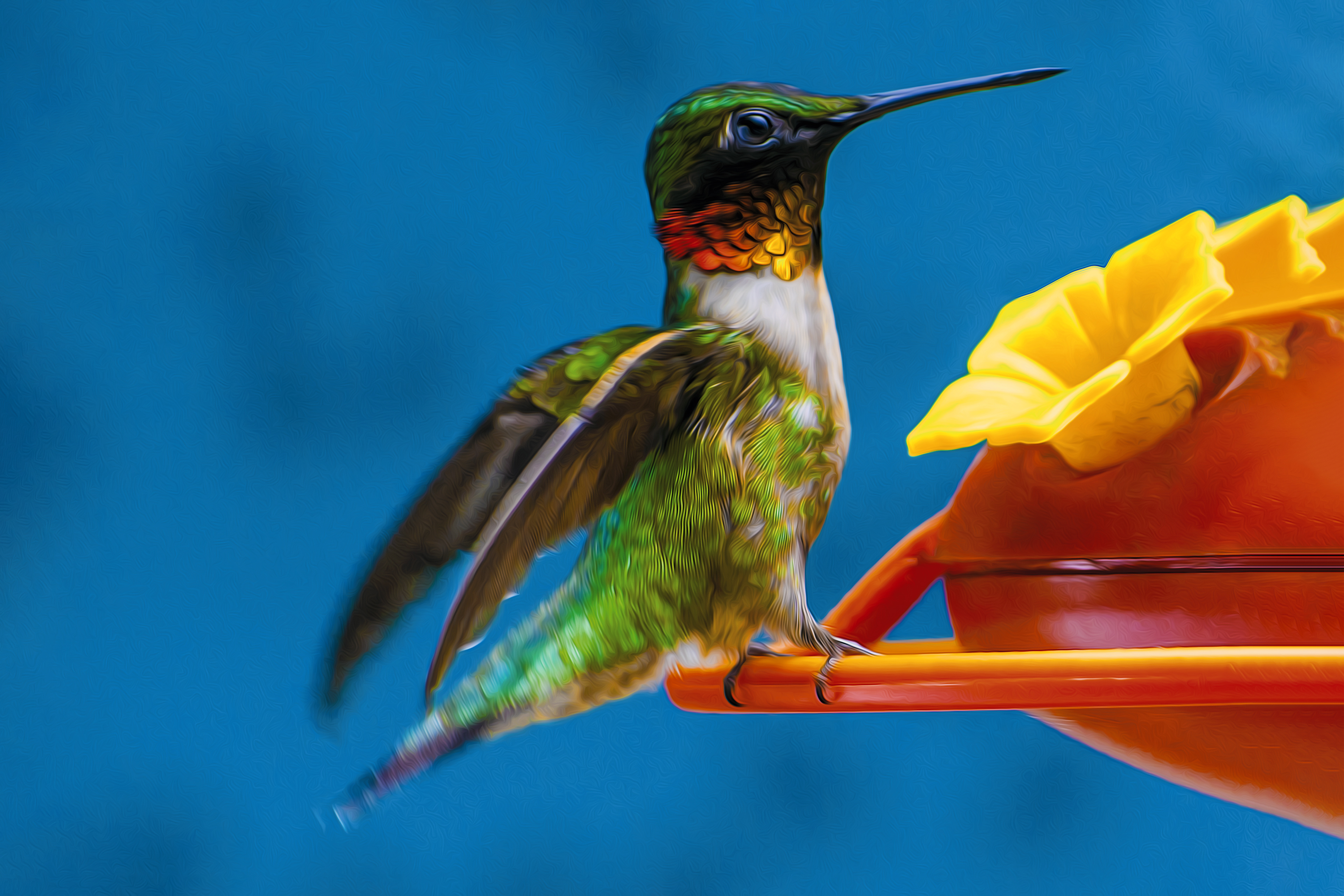 Male Hummingbird Spreading Wings