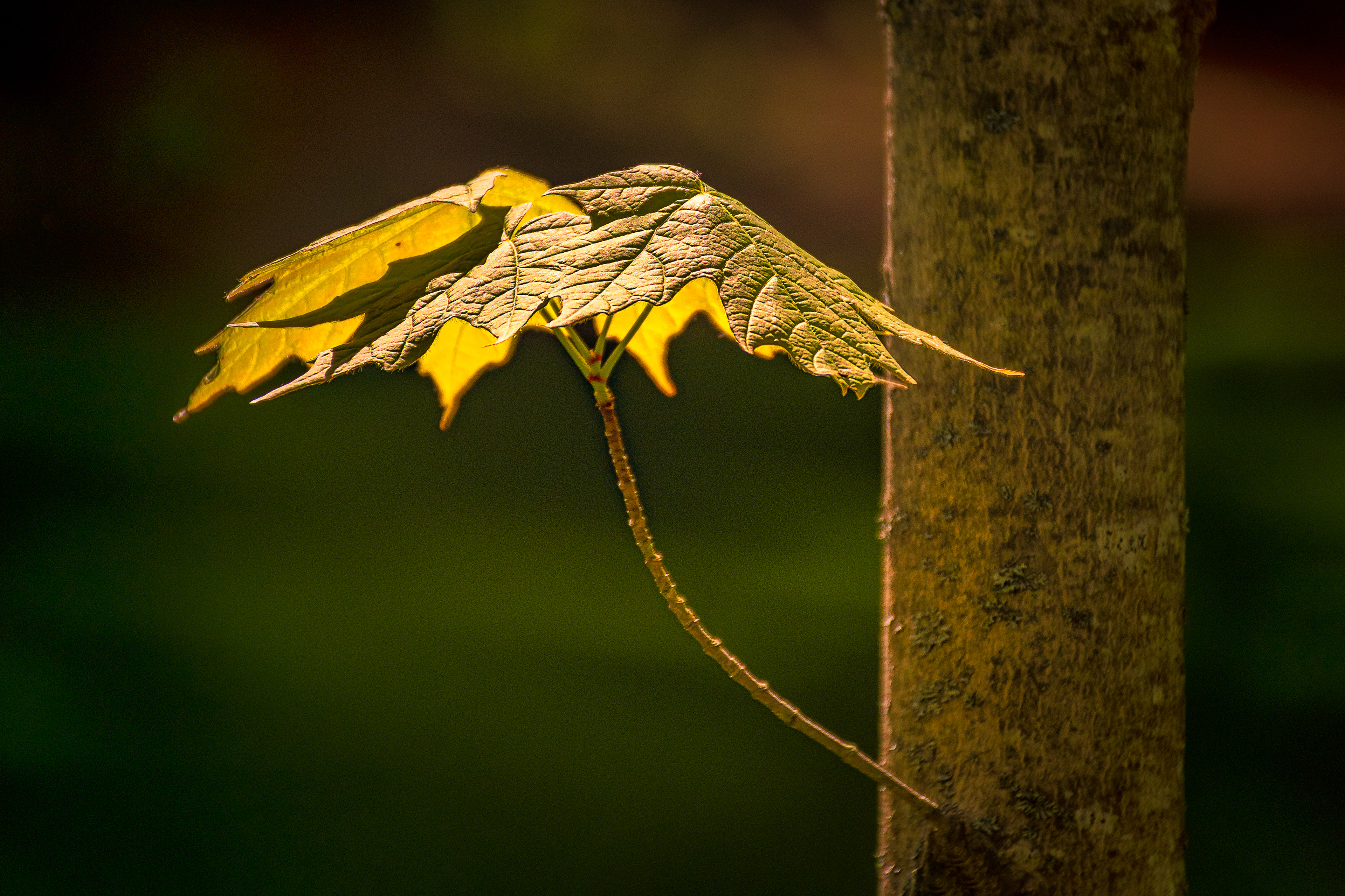 New Growth