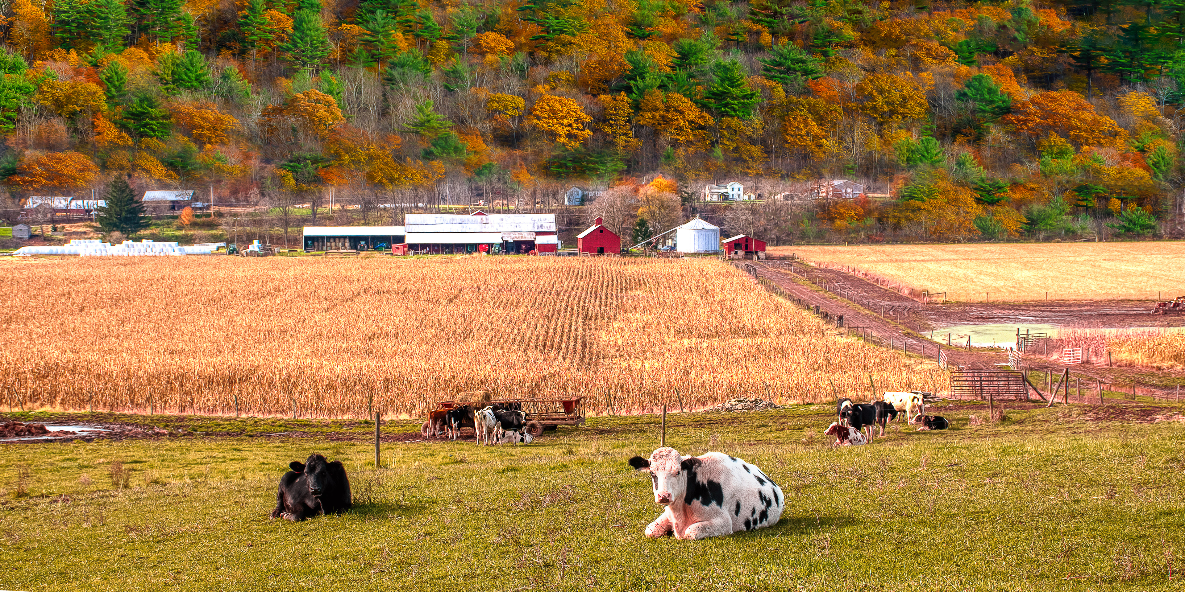 White Cow in Pasture