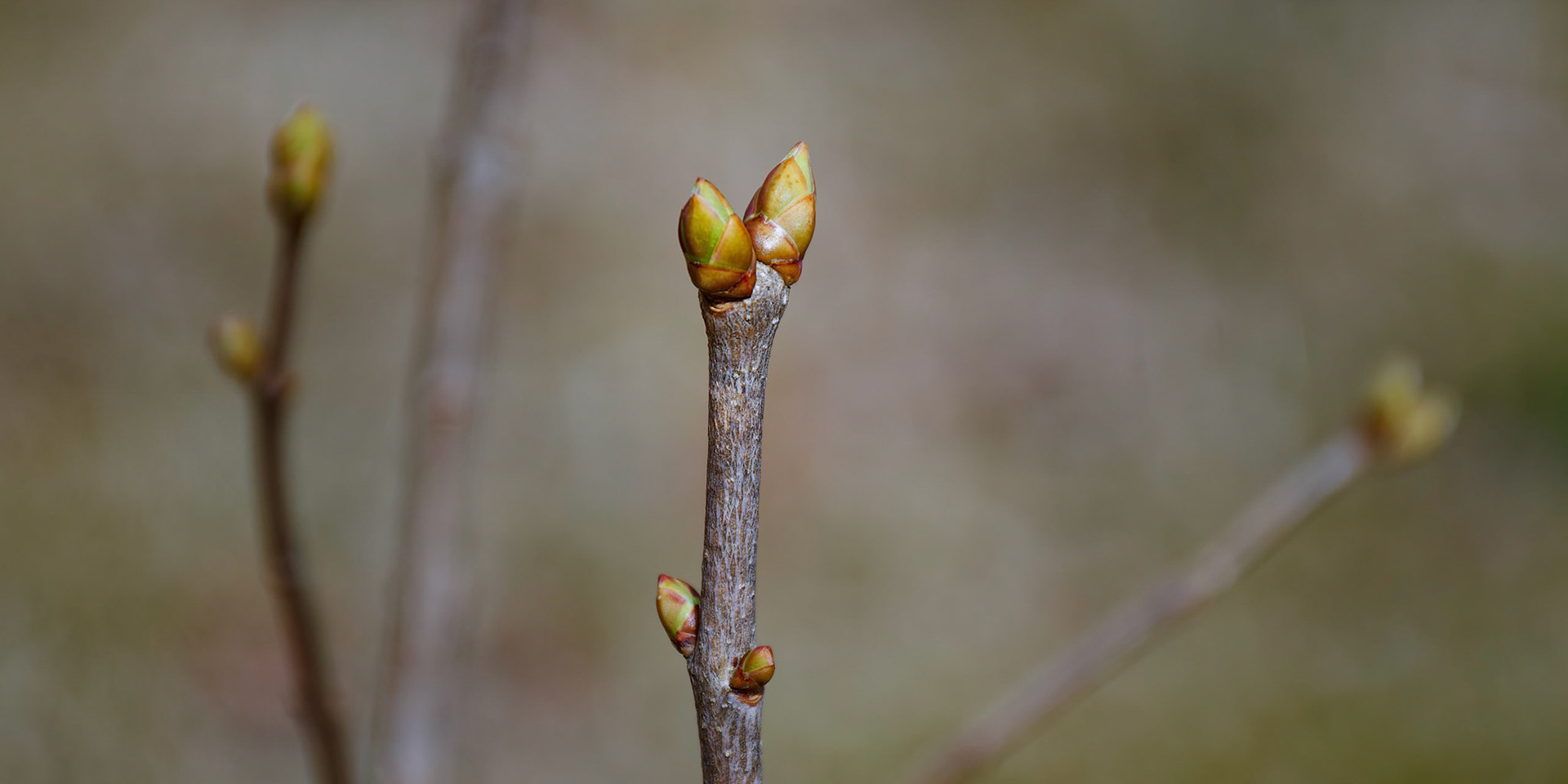 Spring Buds on Branches