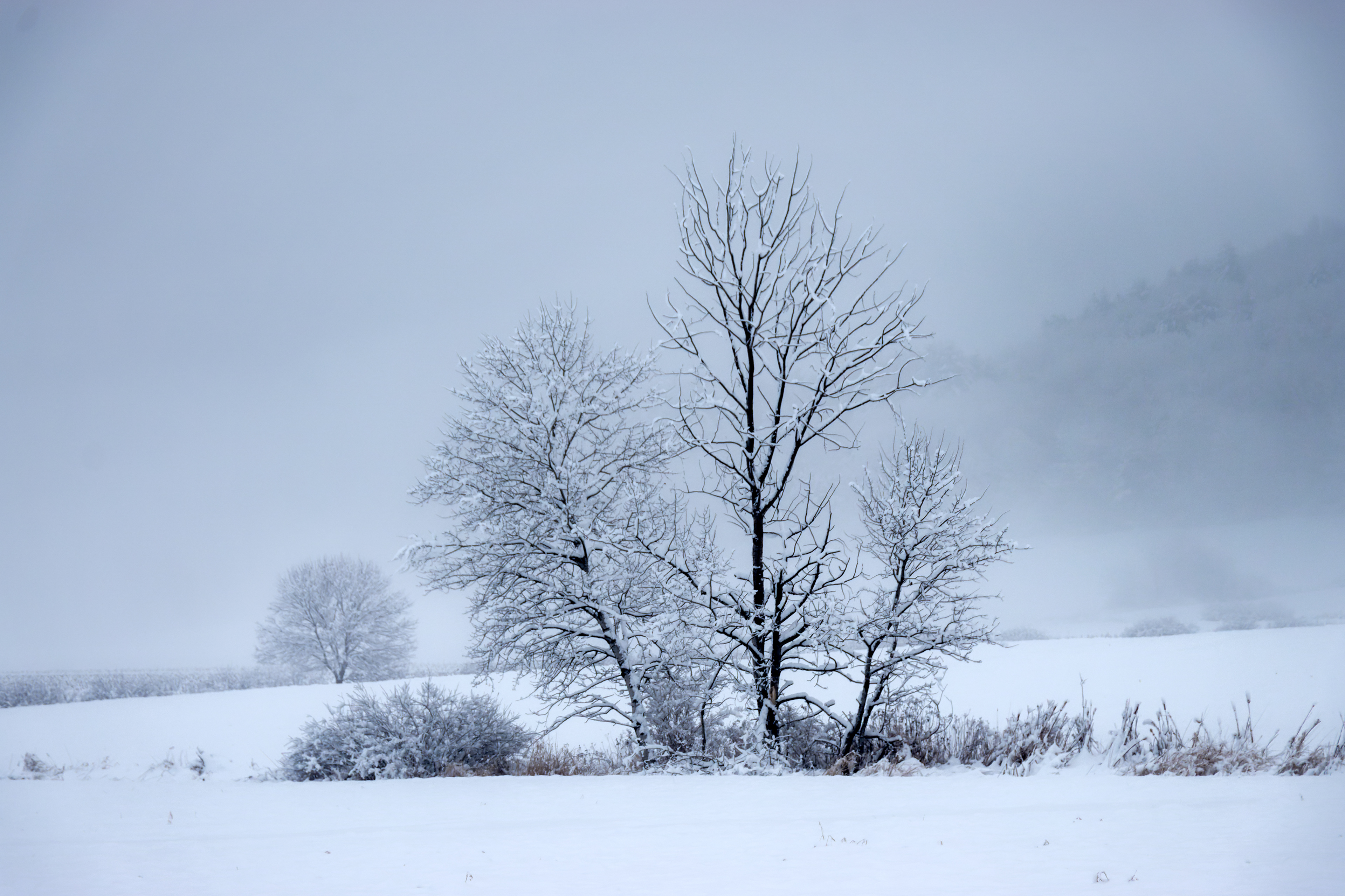 Bare Tree with Snow while Fog Rolls In
