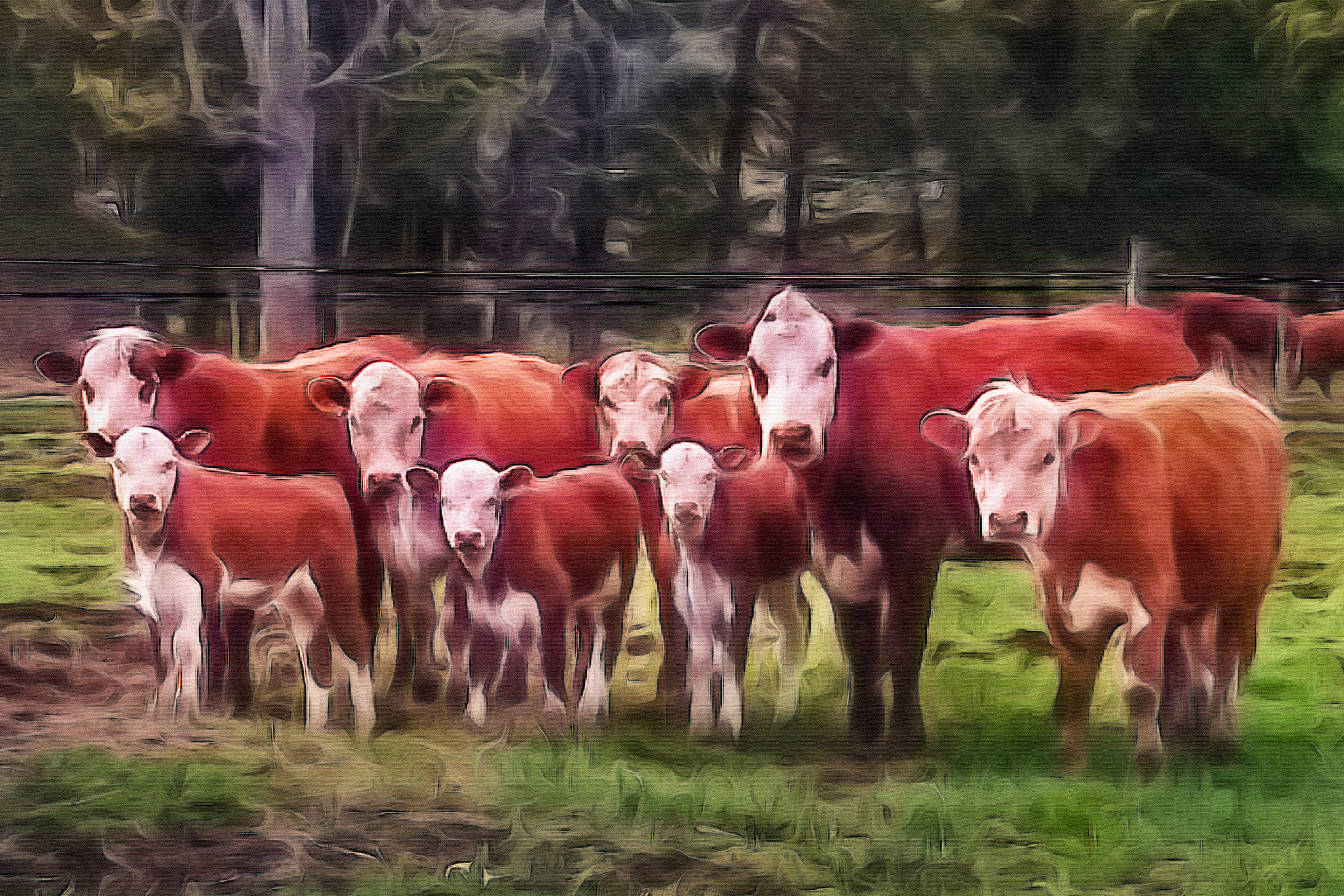 Herd of Cows