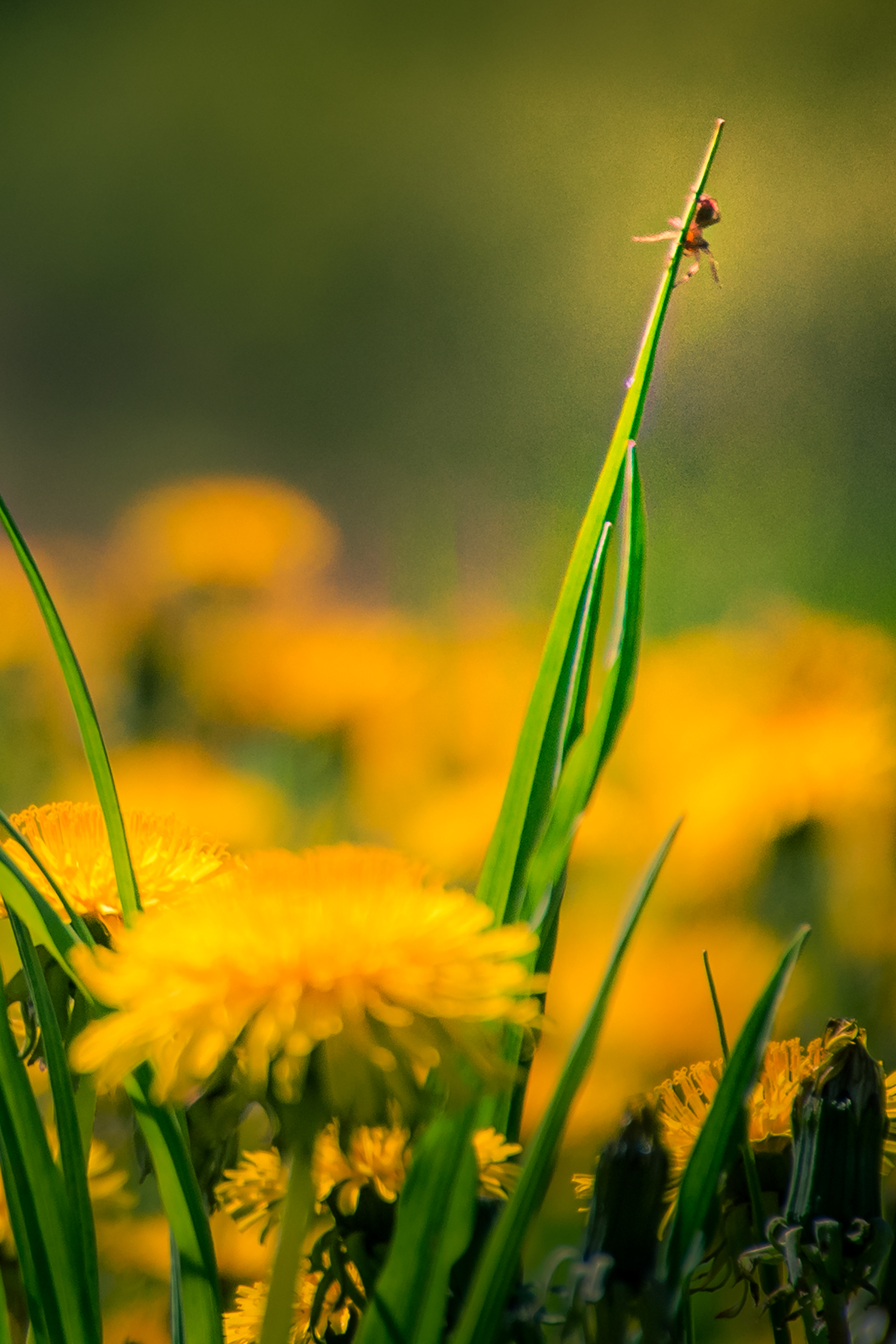 Spider on Grass