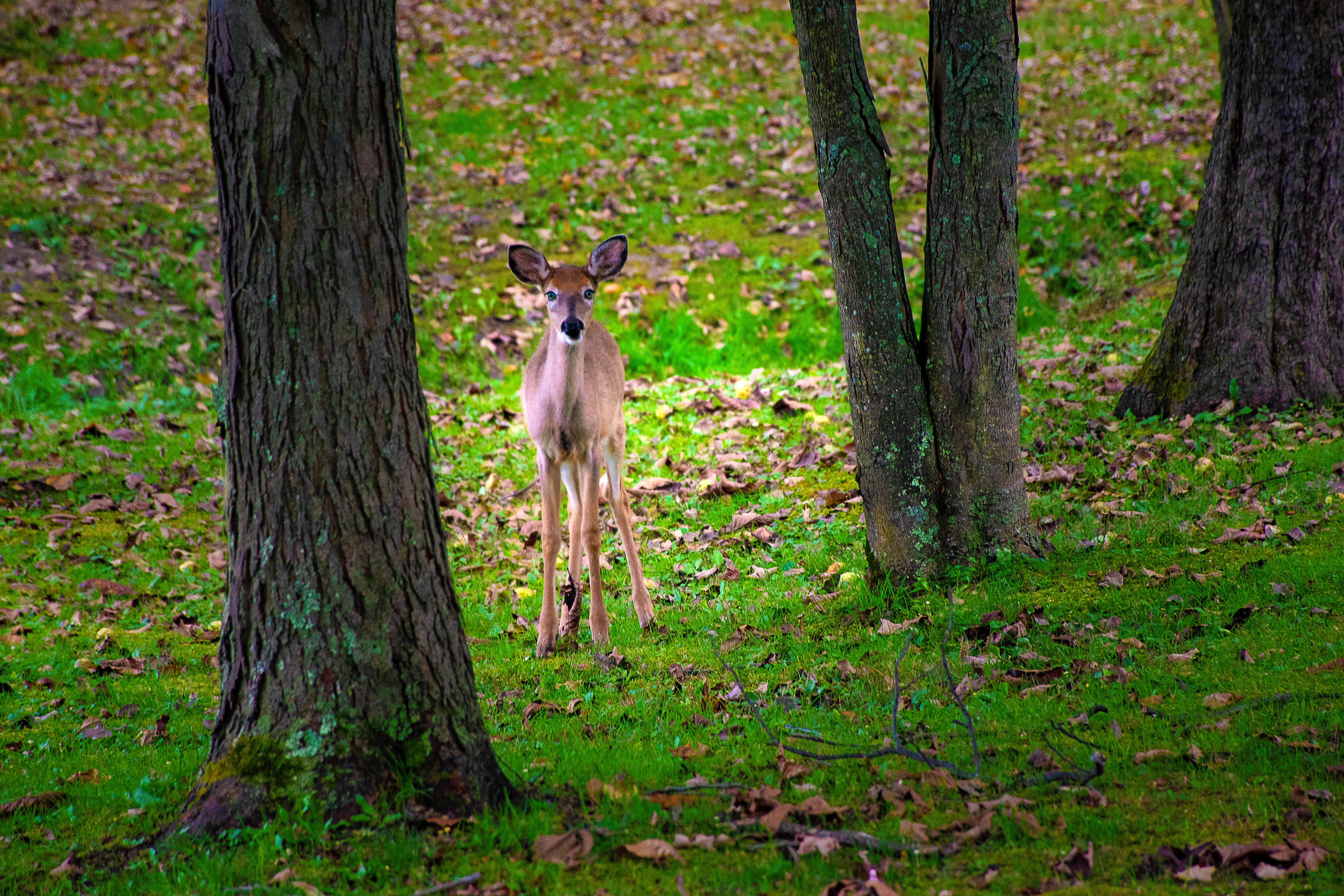 Doe Staring