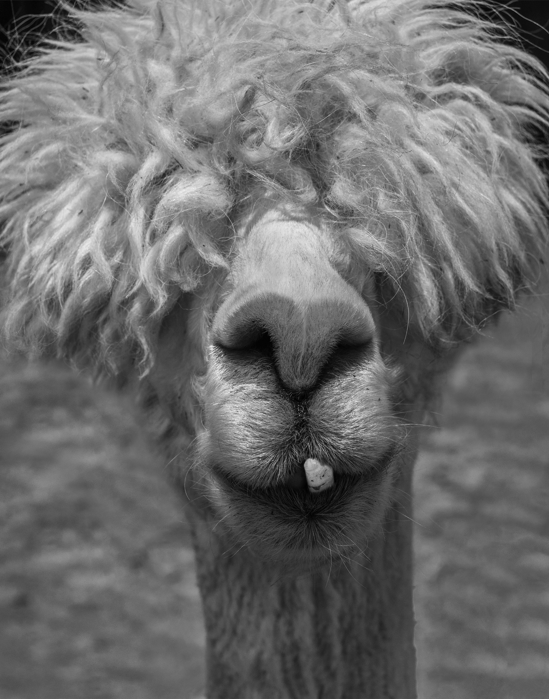 Bad Hair Day B&W