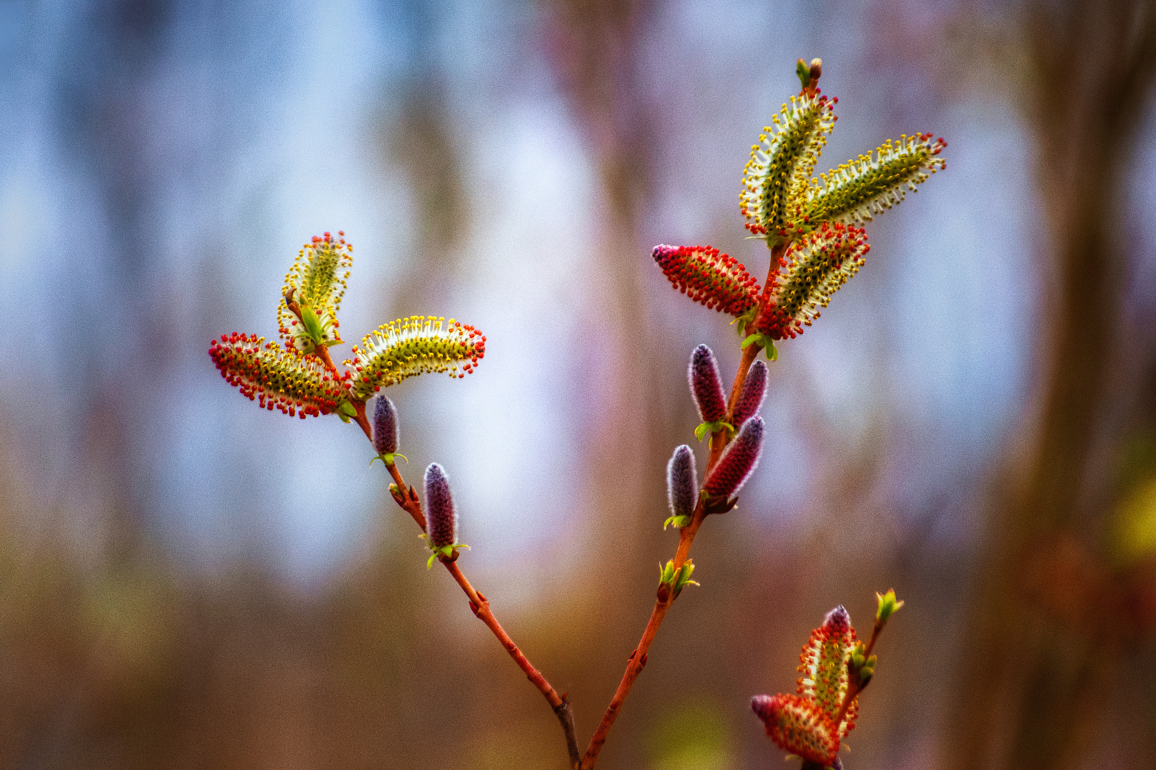 Spring Buds 2019