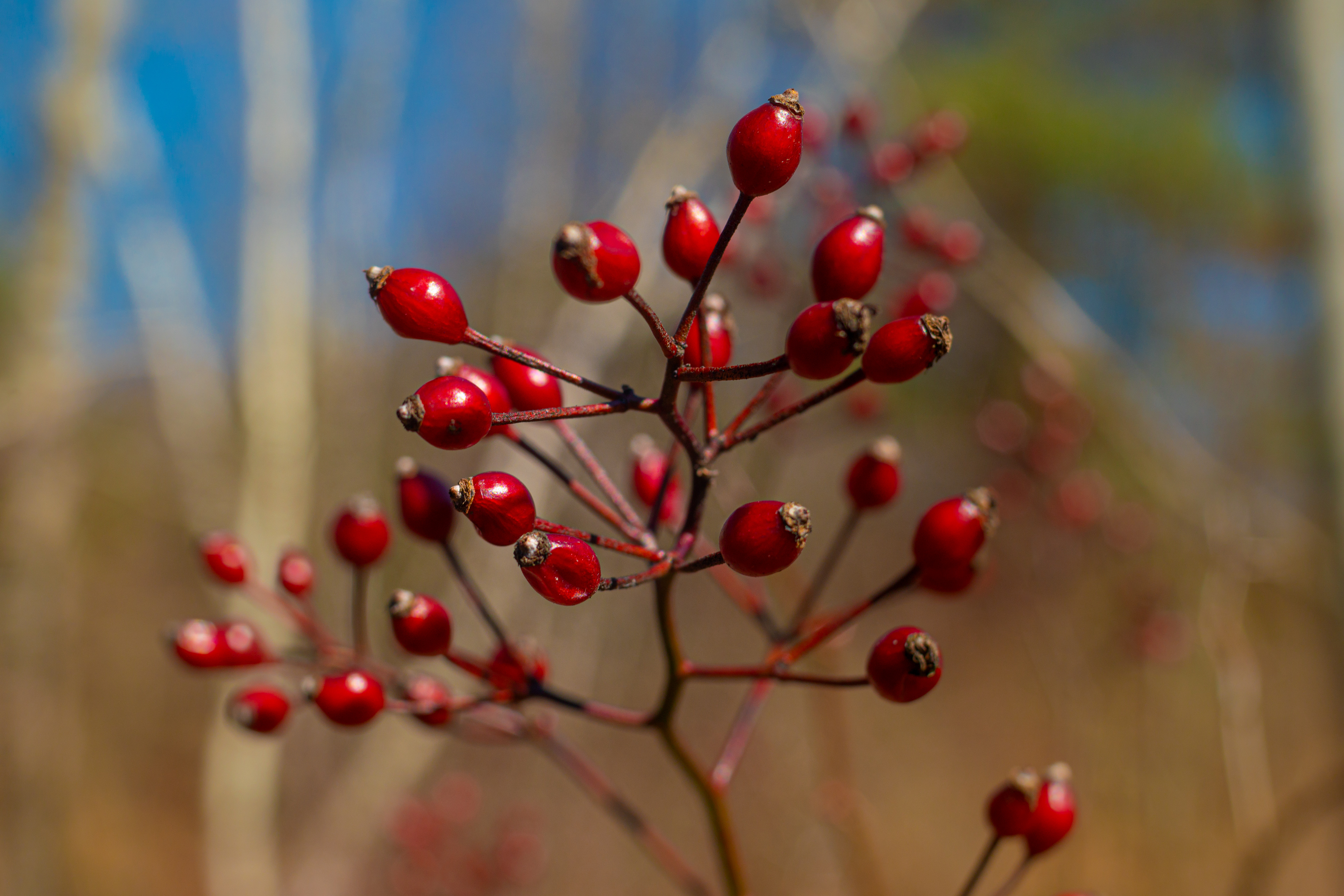 Red Berries Survive Winter