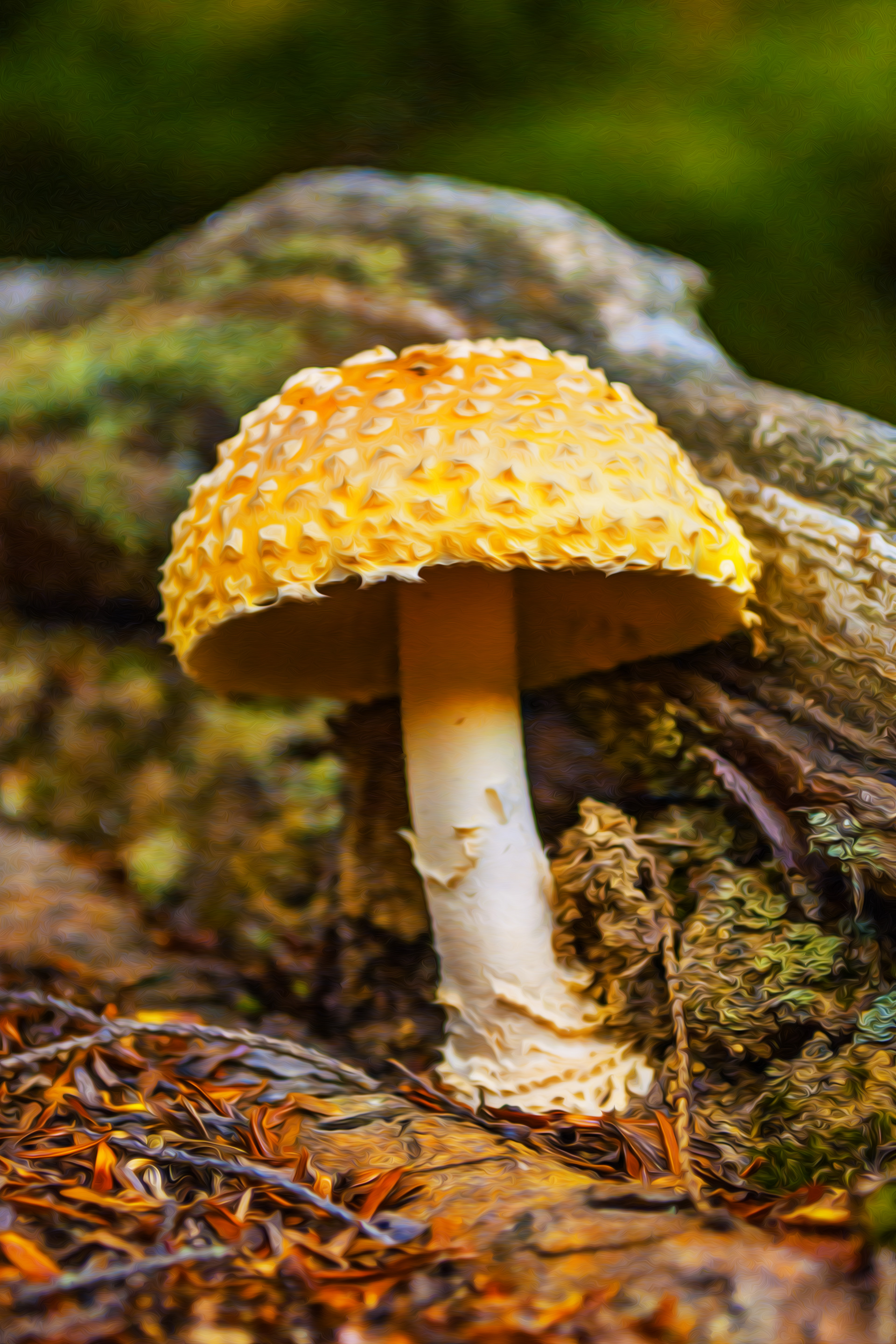 Mushroom Ground Level