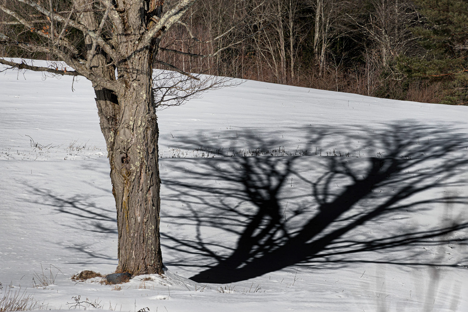 Tree Shadow on Snow