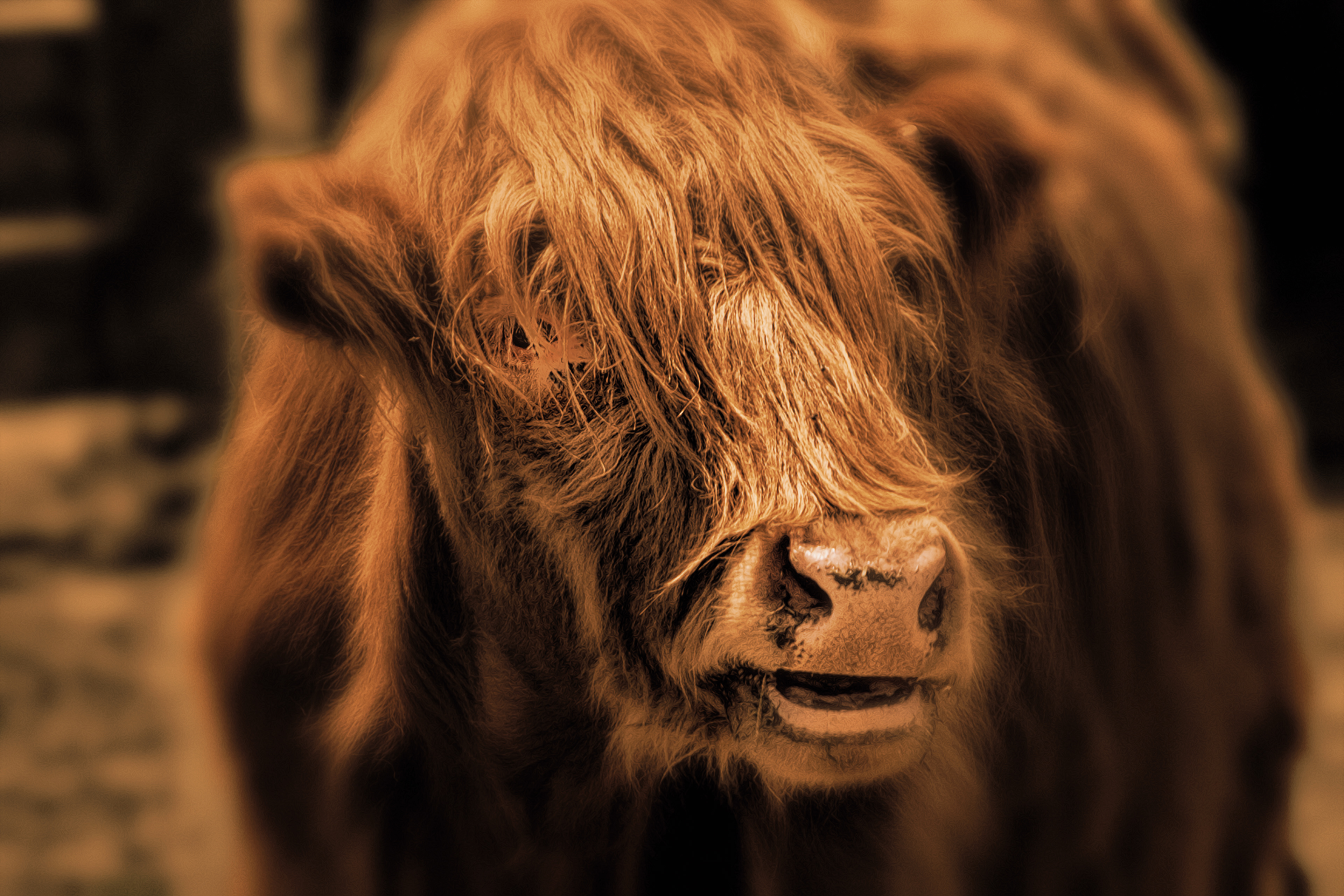 Highland Cow Sepia