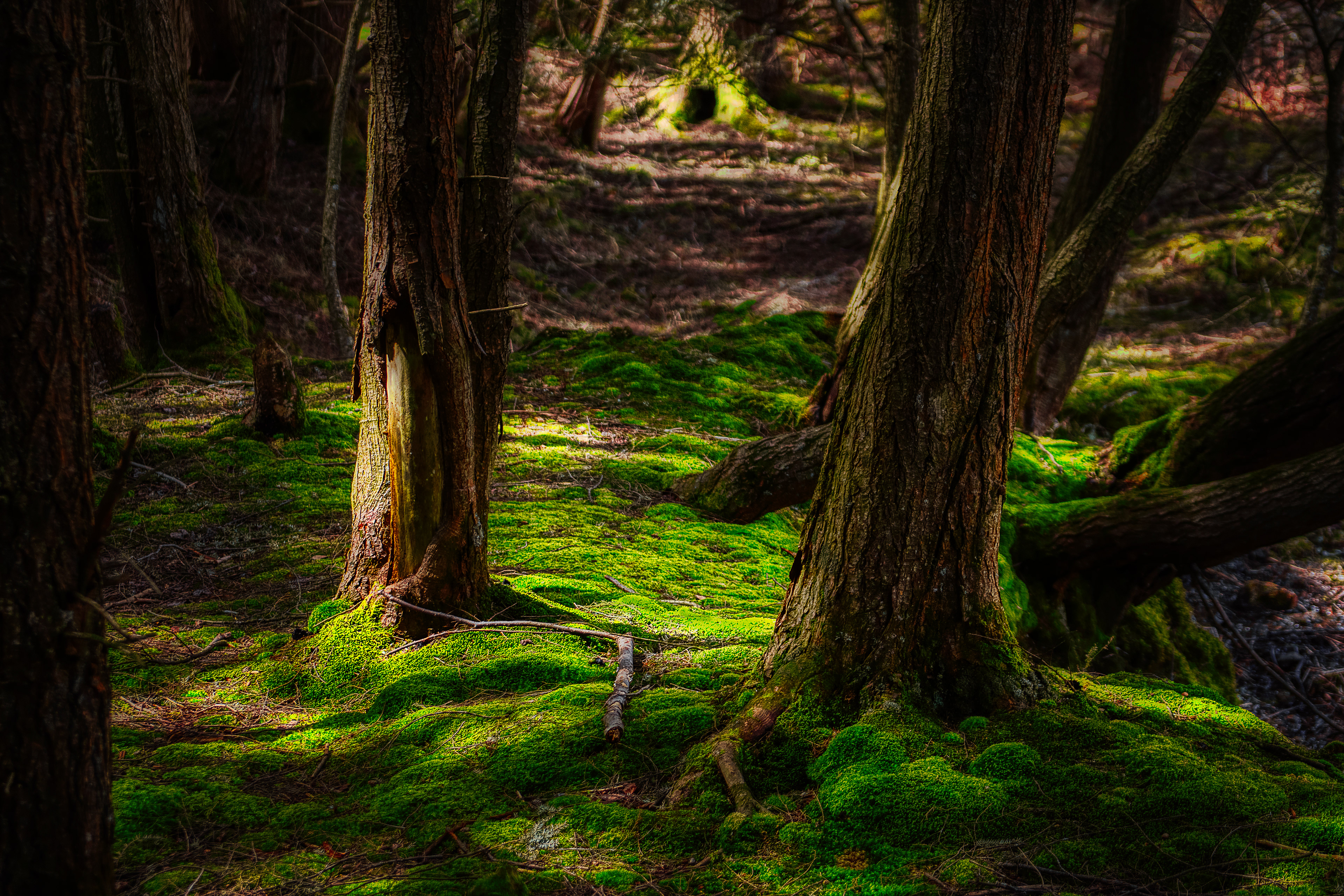 Green Forrest Floor