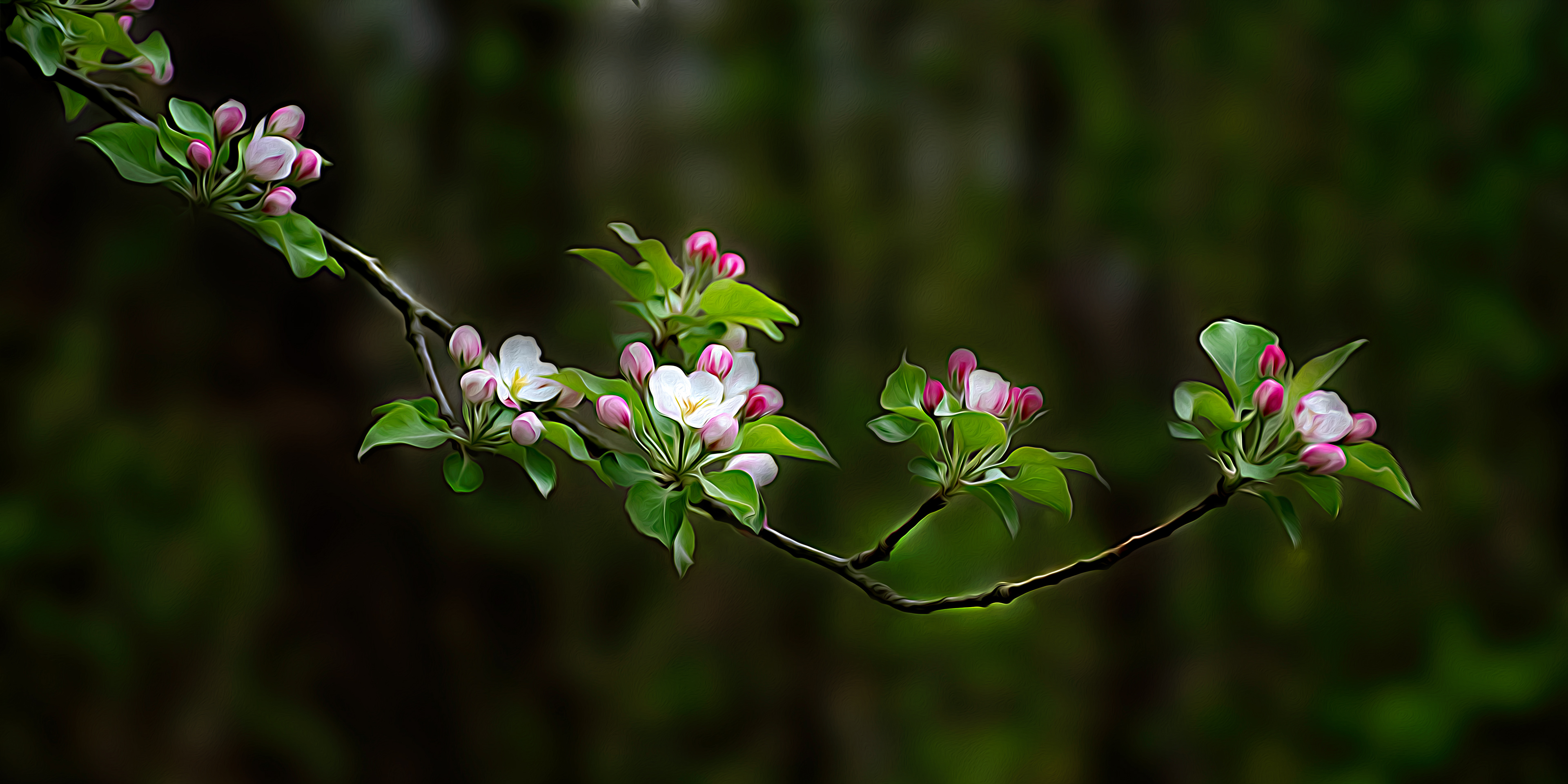 Apple Branch Blooming