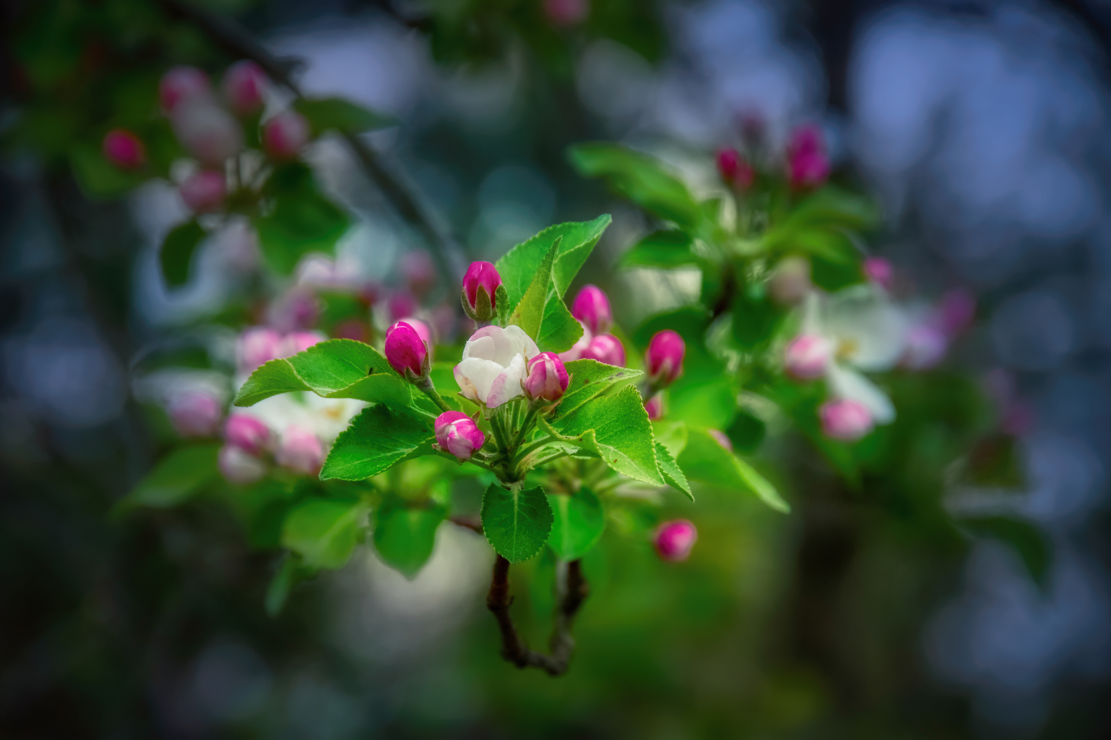 Apple Blossoms