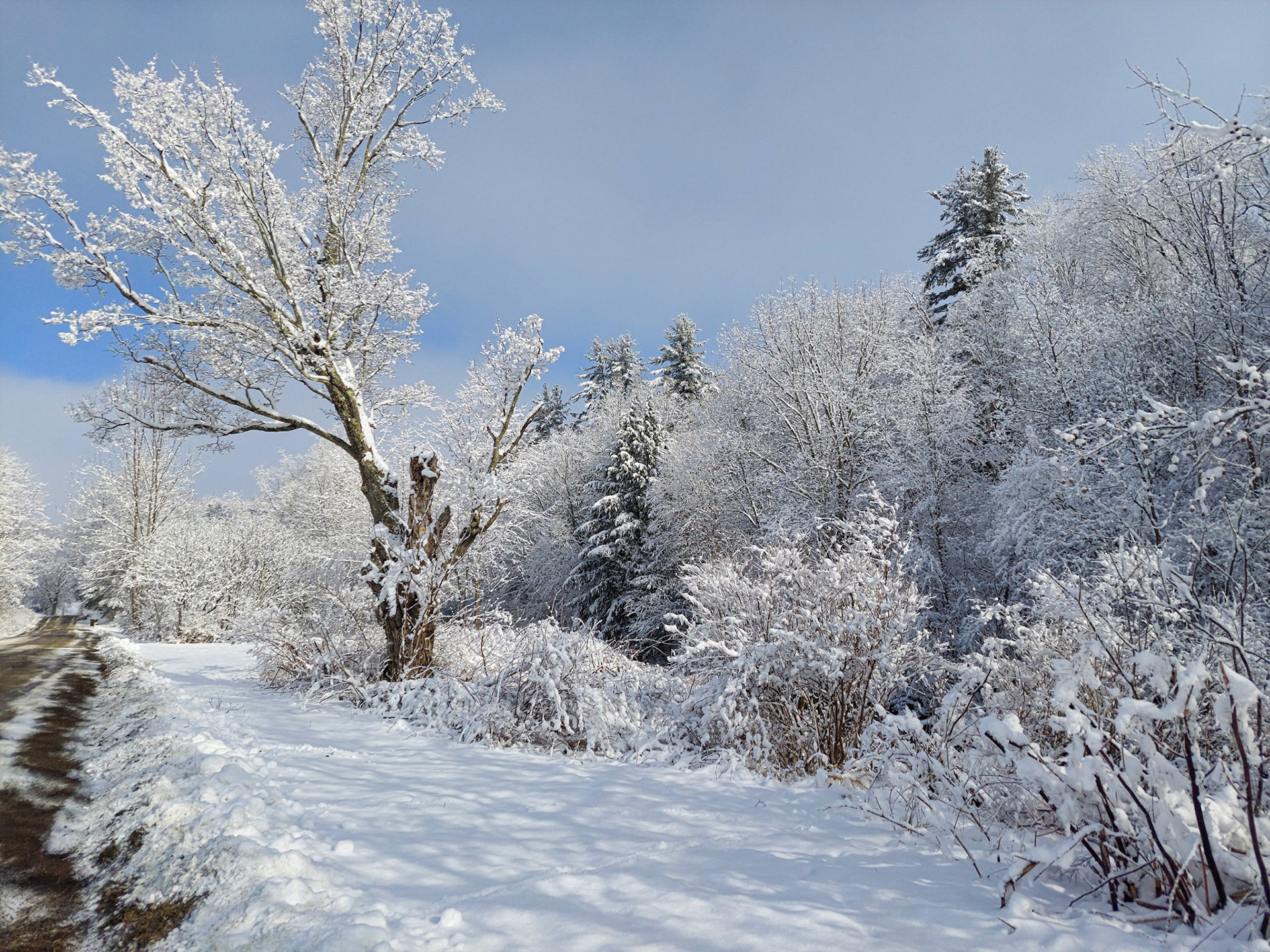 Winter Wonderland Along Seward Road