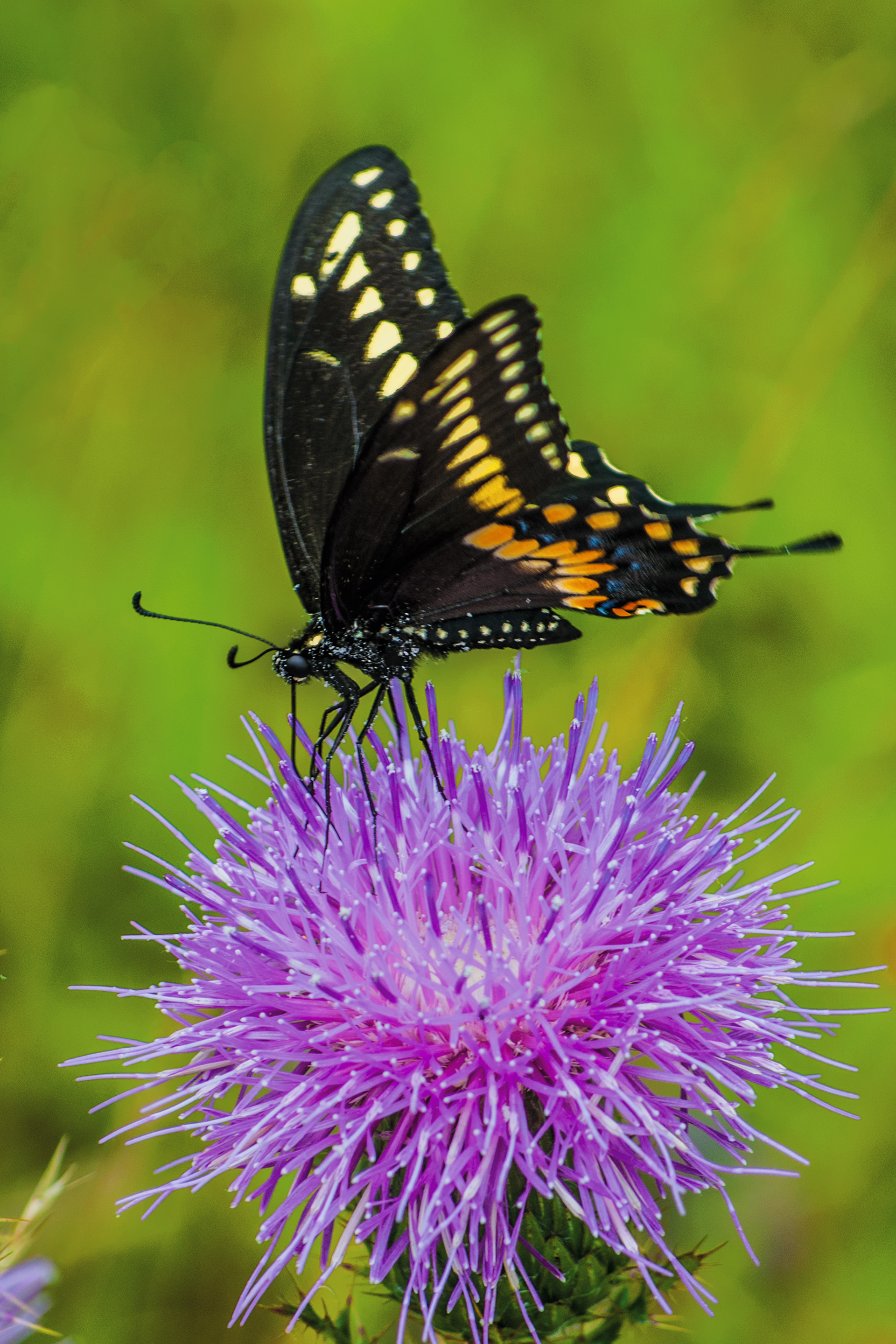 Butterfly Feeding