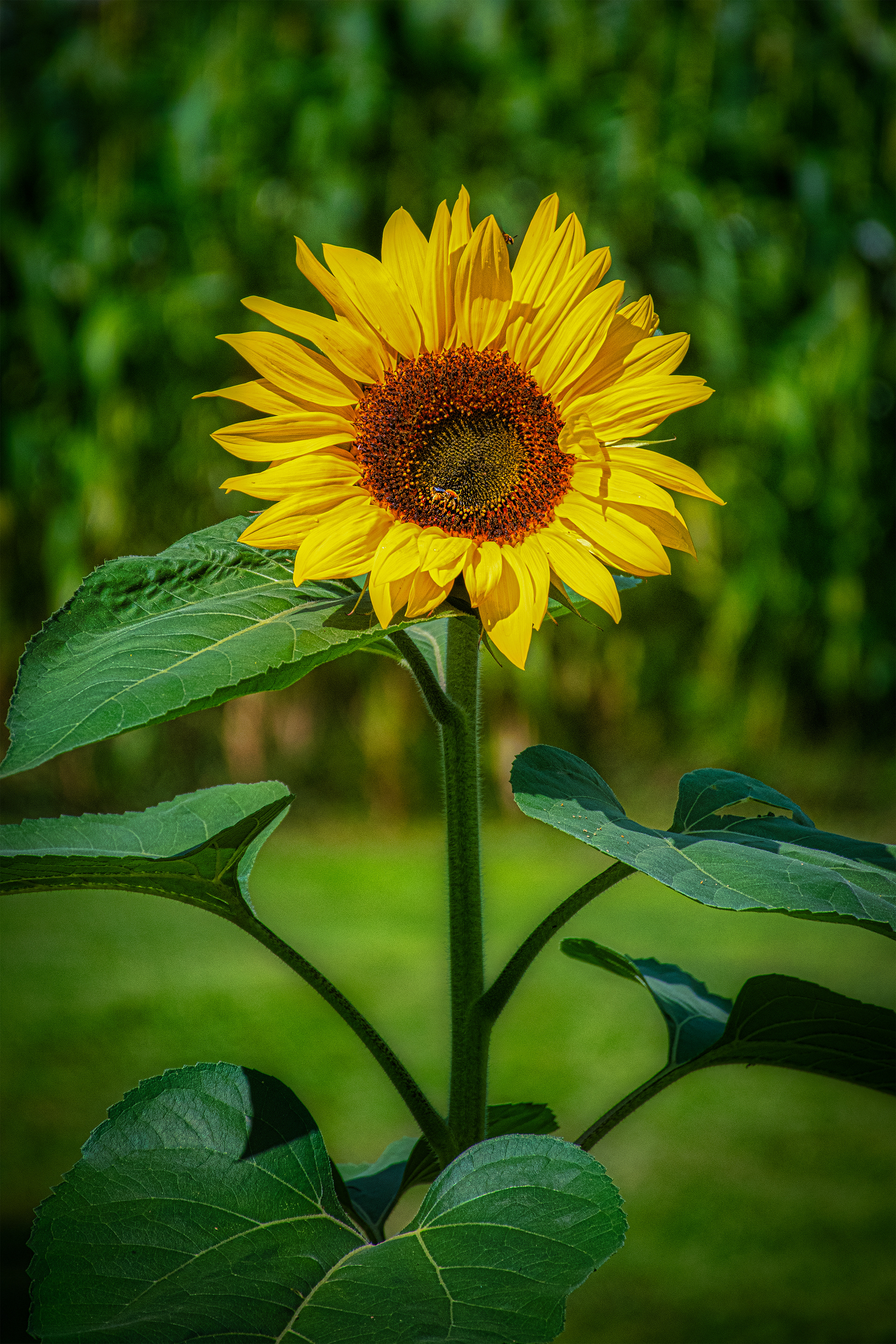 Bee on Sunflower