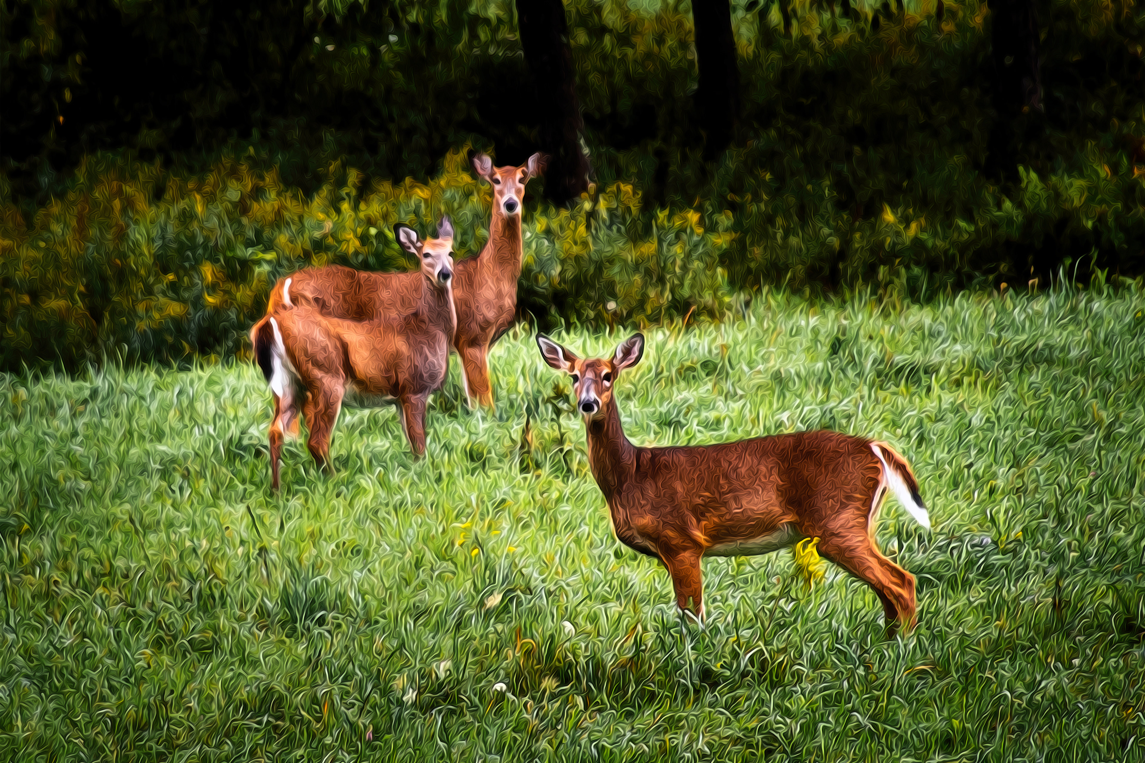 3 Deer OP
