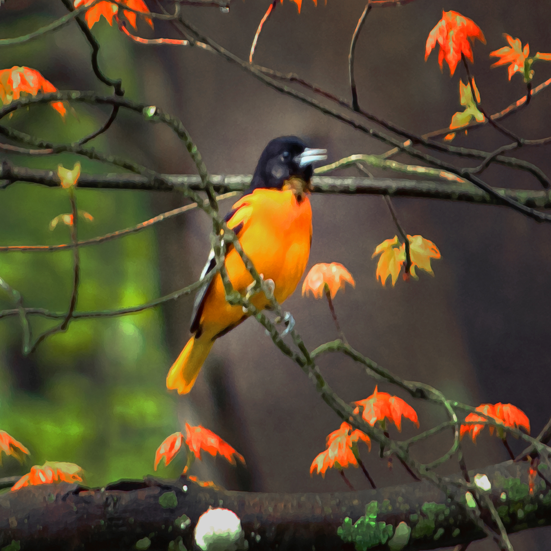 Oriole in Tree