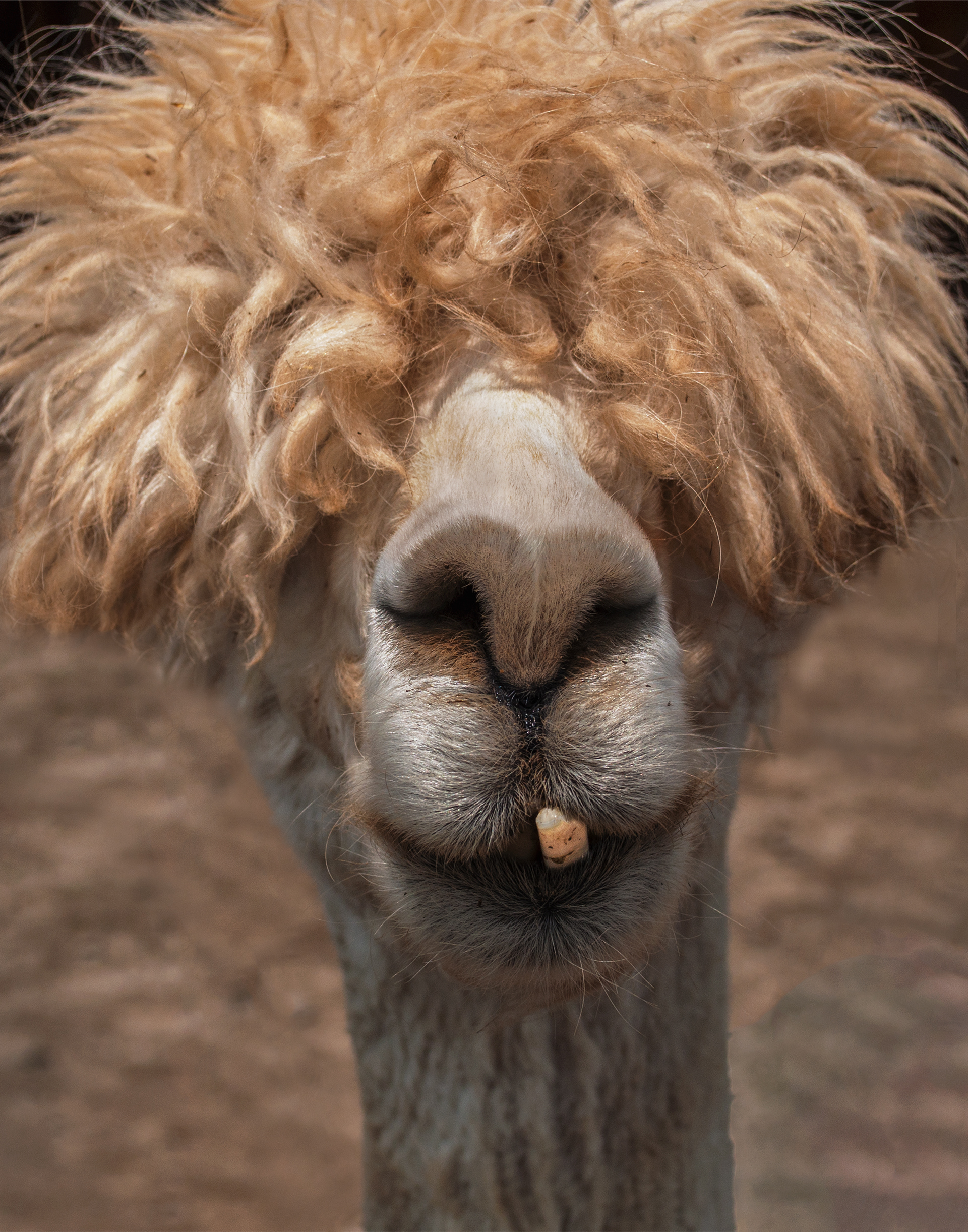 Bad Hair Day