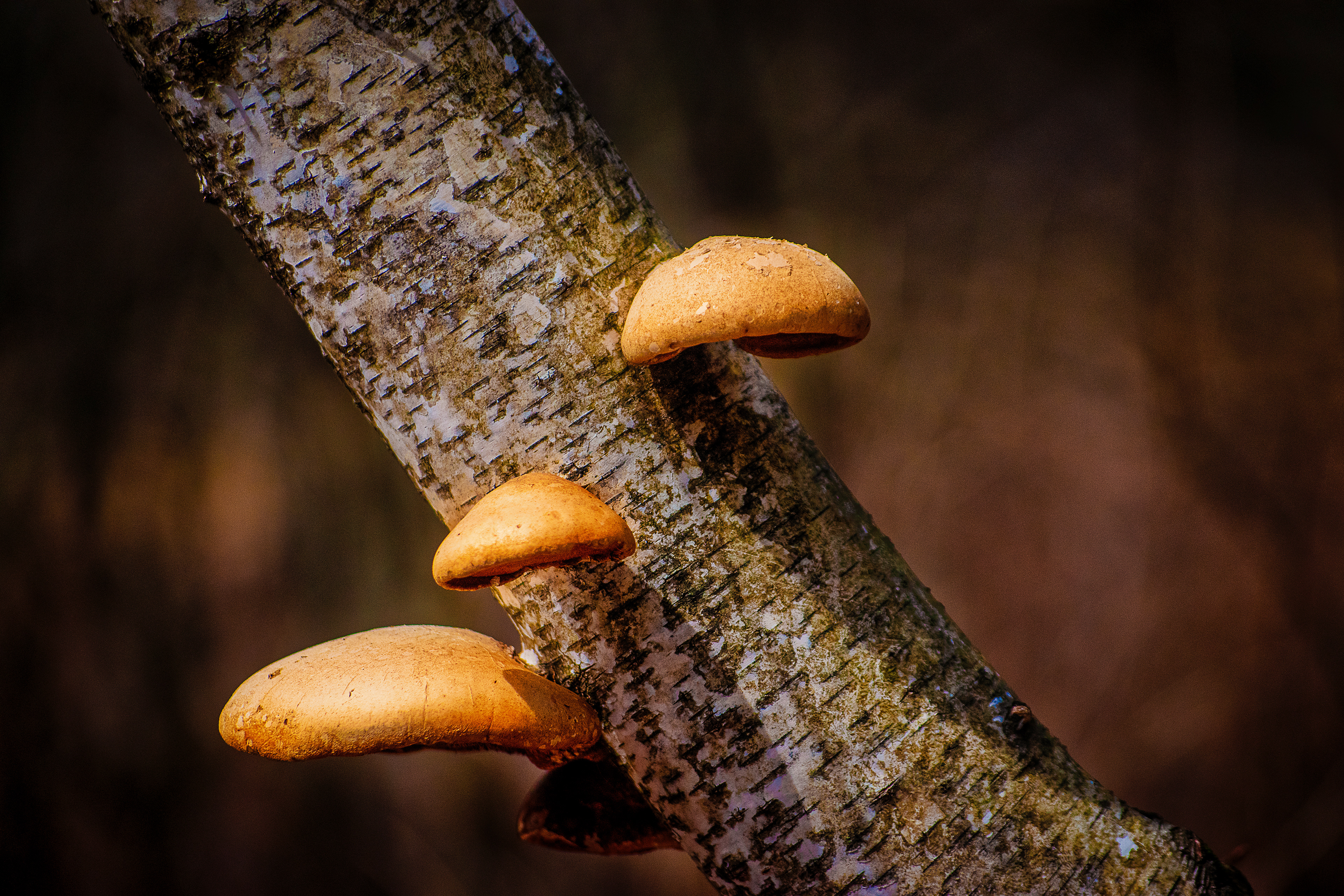Branch 3 Mushrooms
