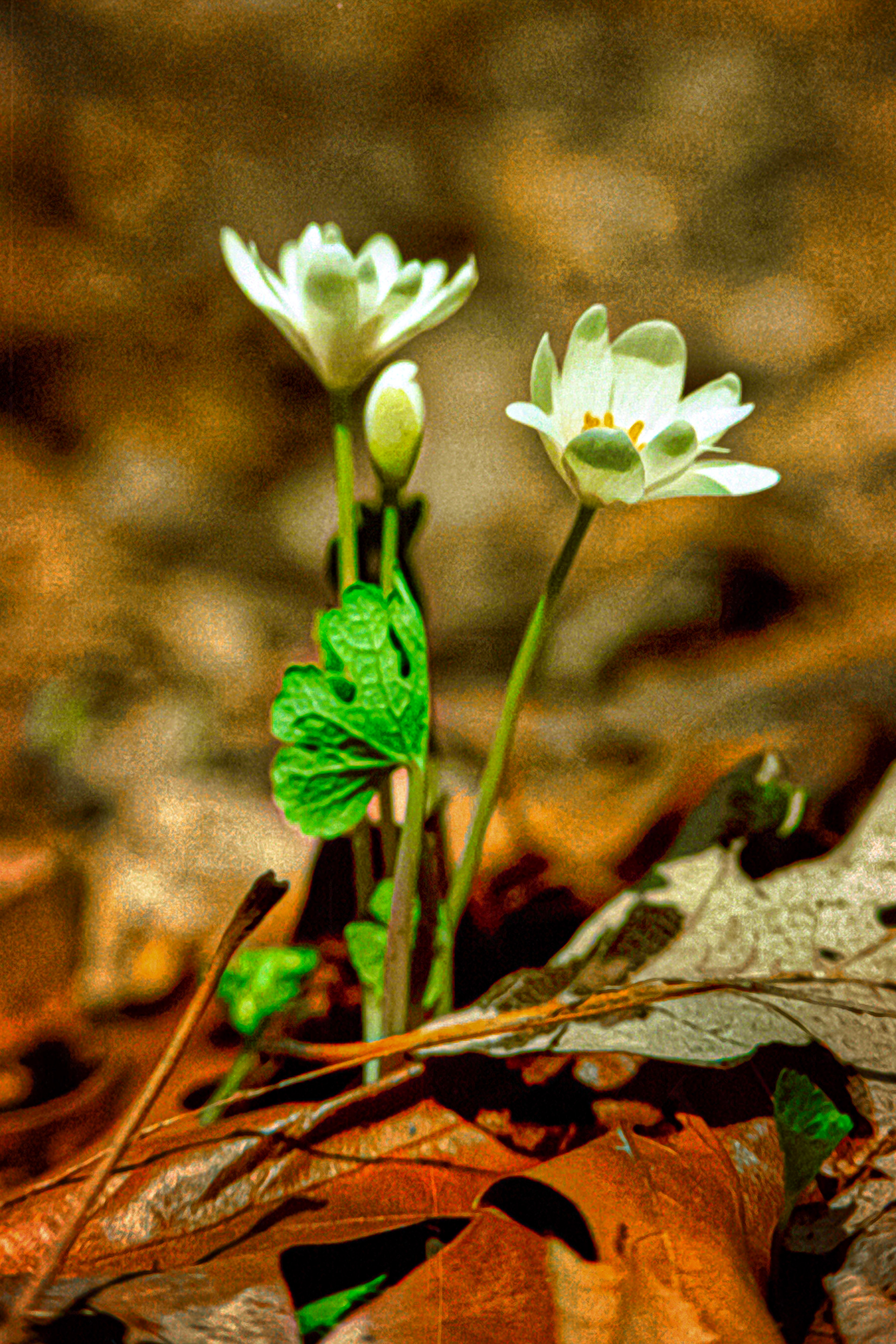 White Crokus