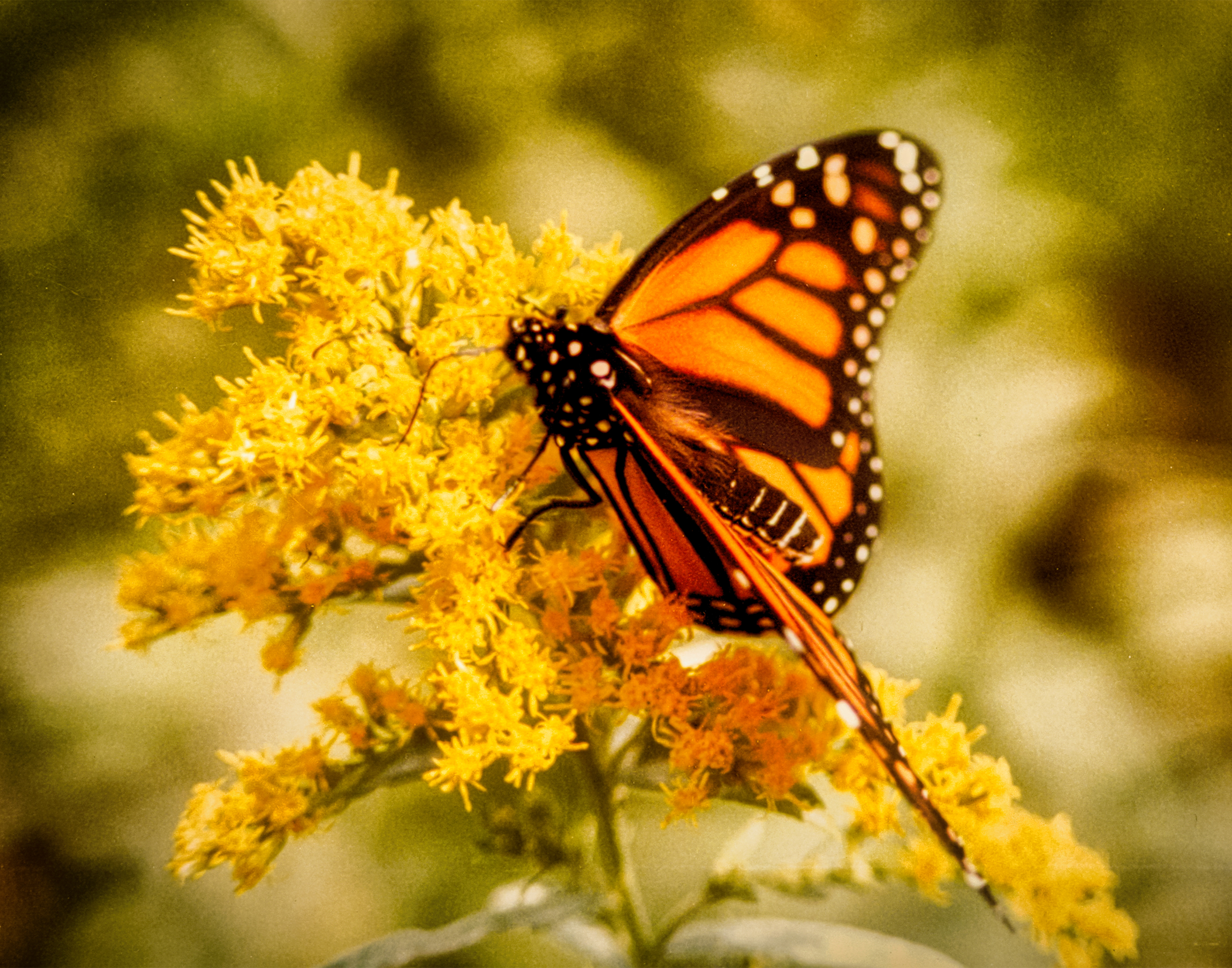 Monarch Top