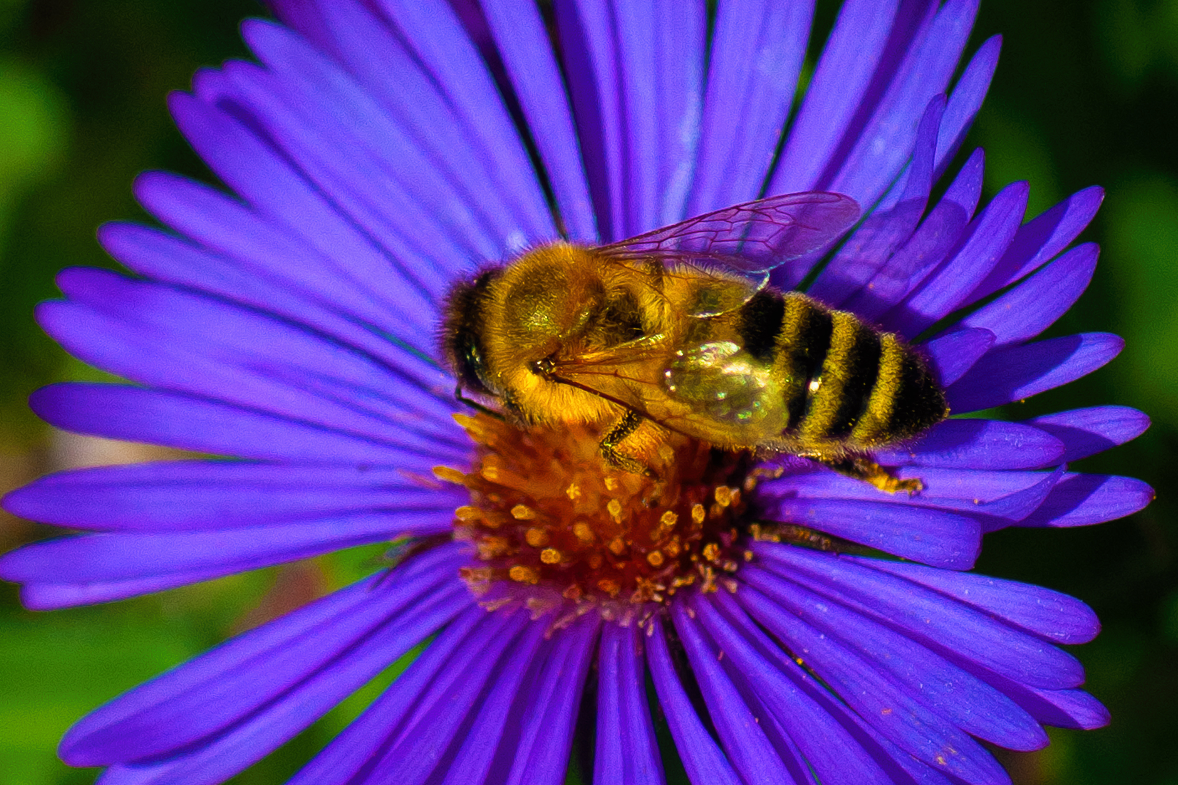 Yellow Bumblebee