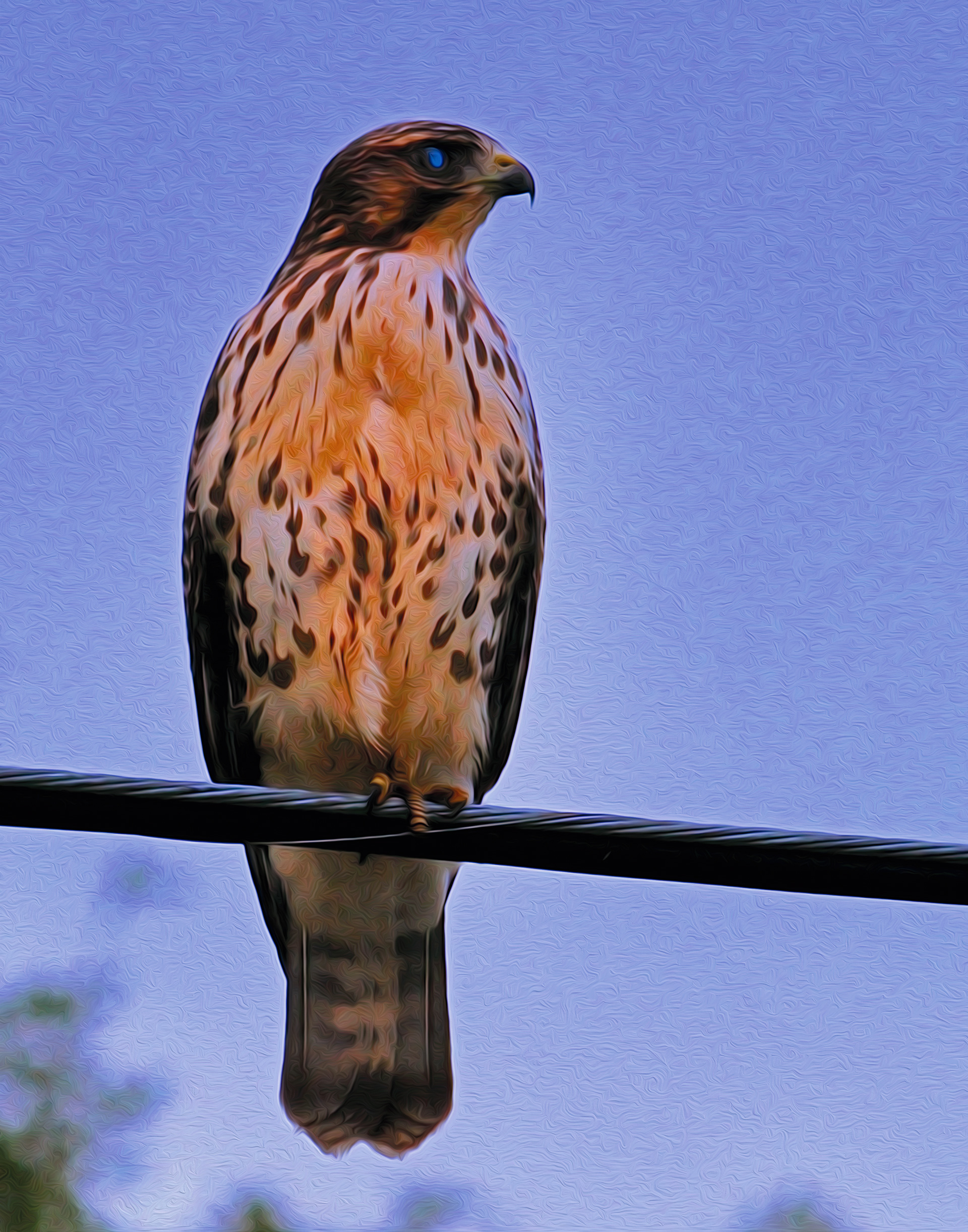 Hawk on Wire