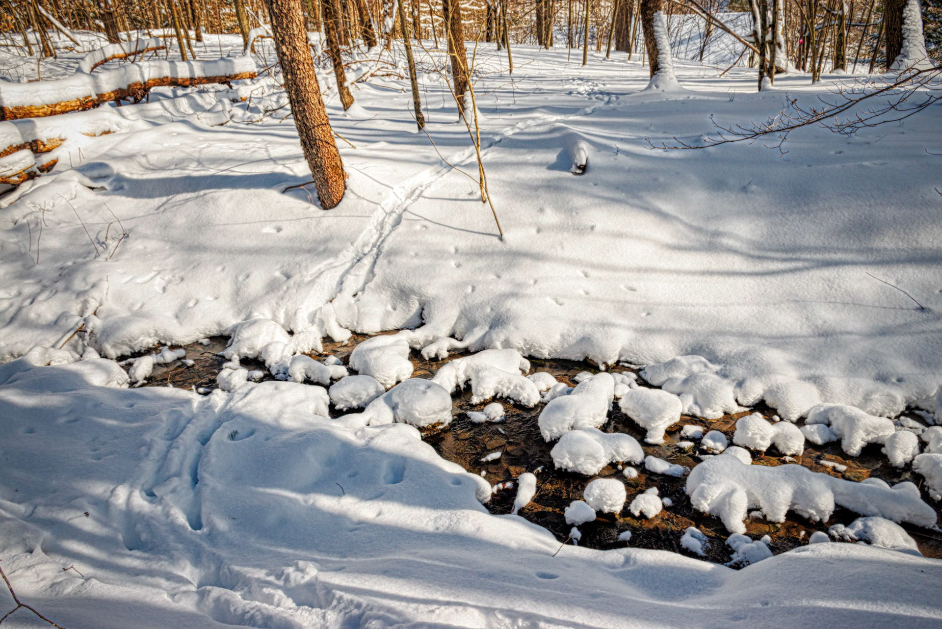 Deer Tracks Cross Snow Covered Creek