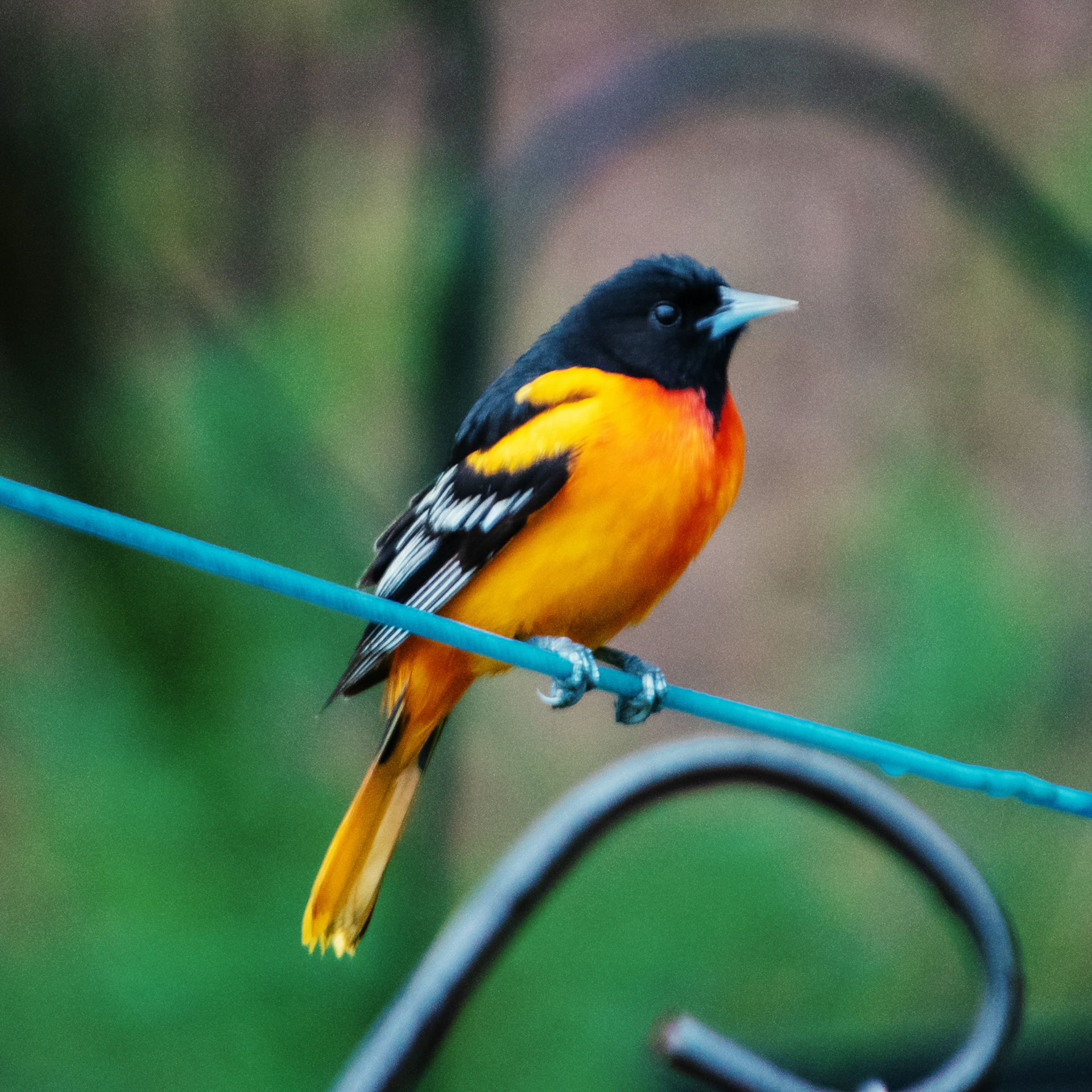 Oriole on Wire