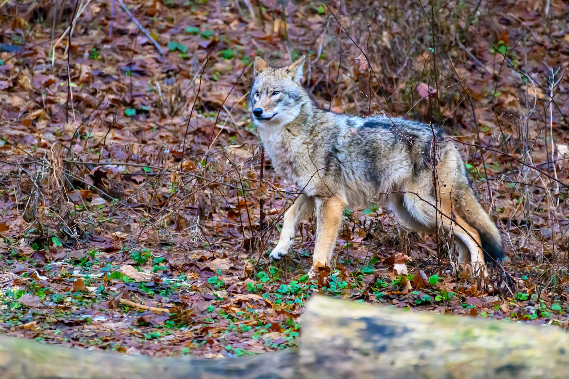 Coyote in Yard #0446
