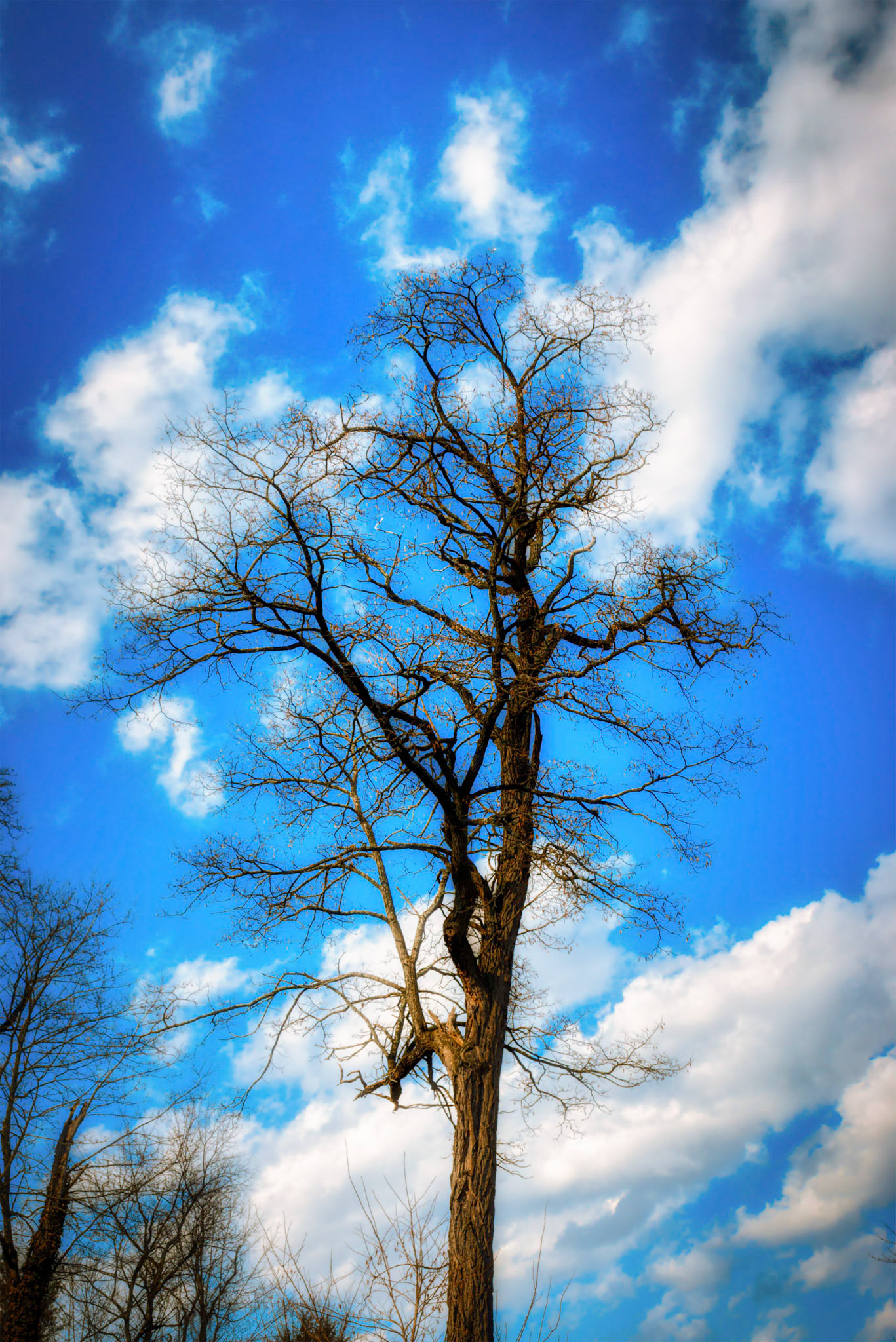 Majestic Tree with Blue Sky and Clouds