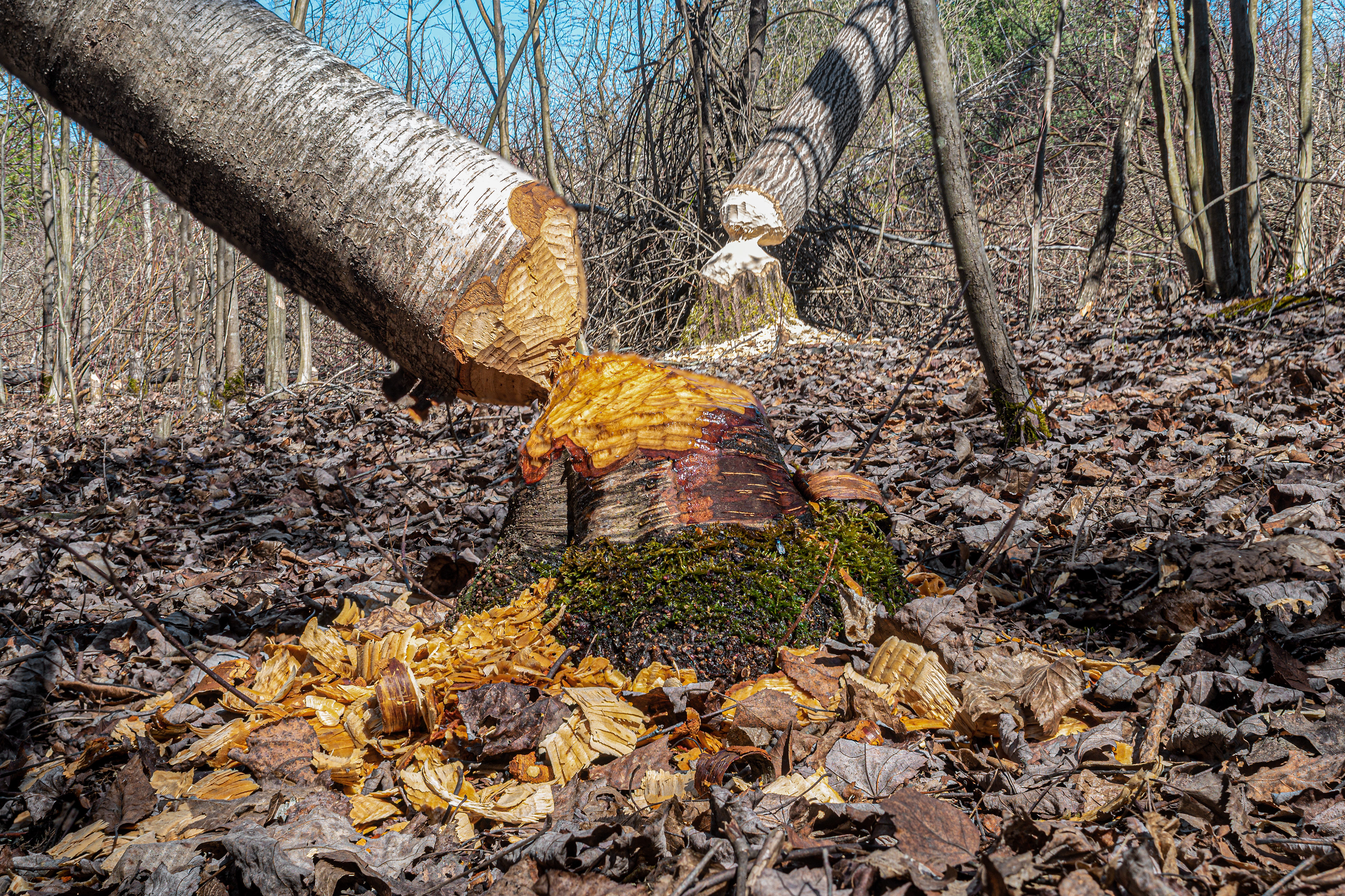 Beavers fell two trees in Cole Park