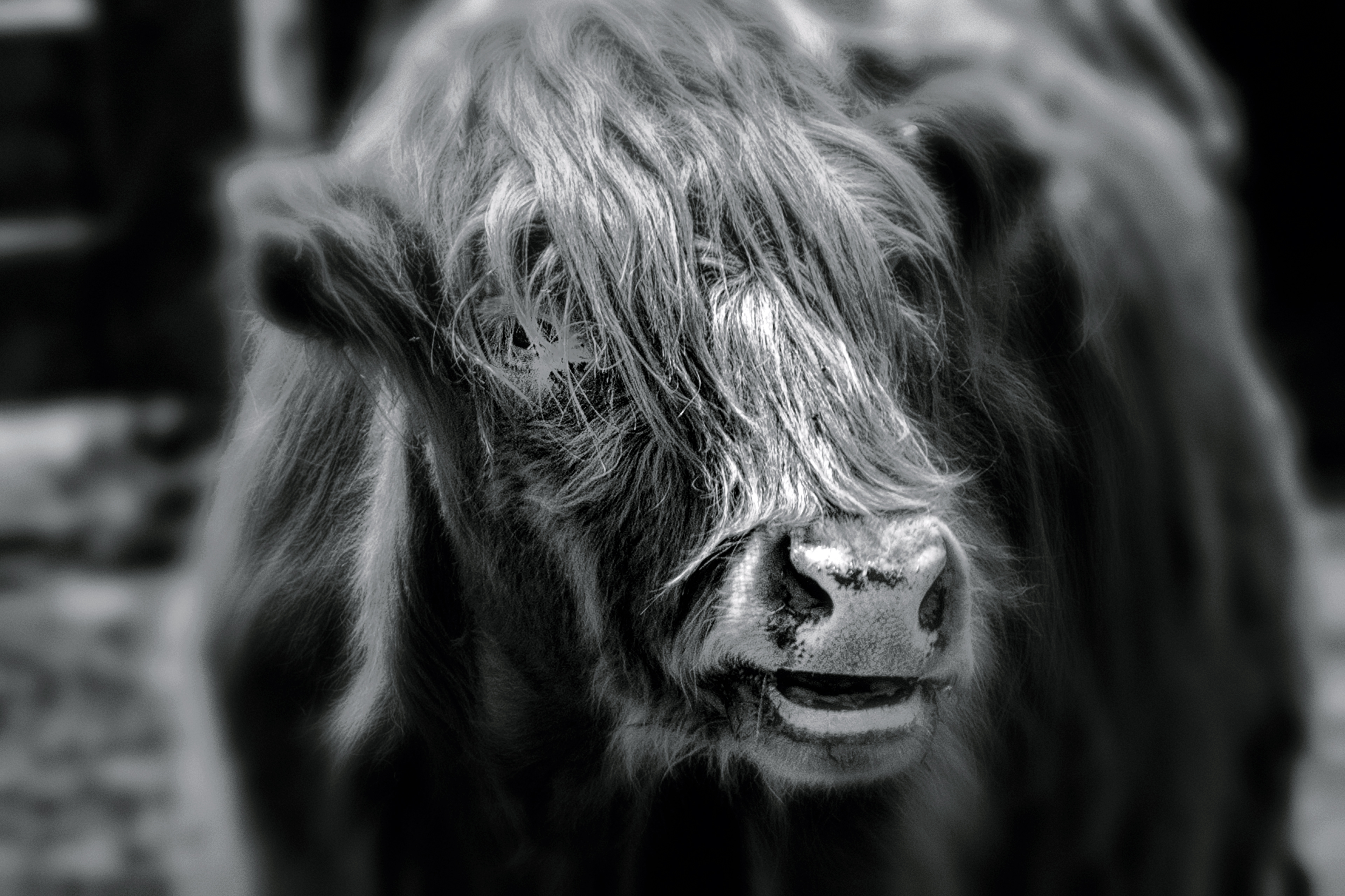 Highland Cow B&W