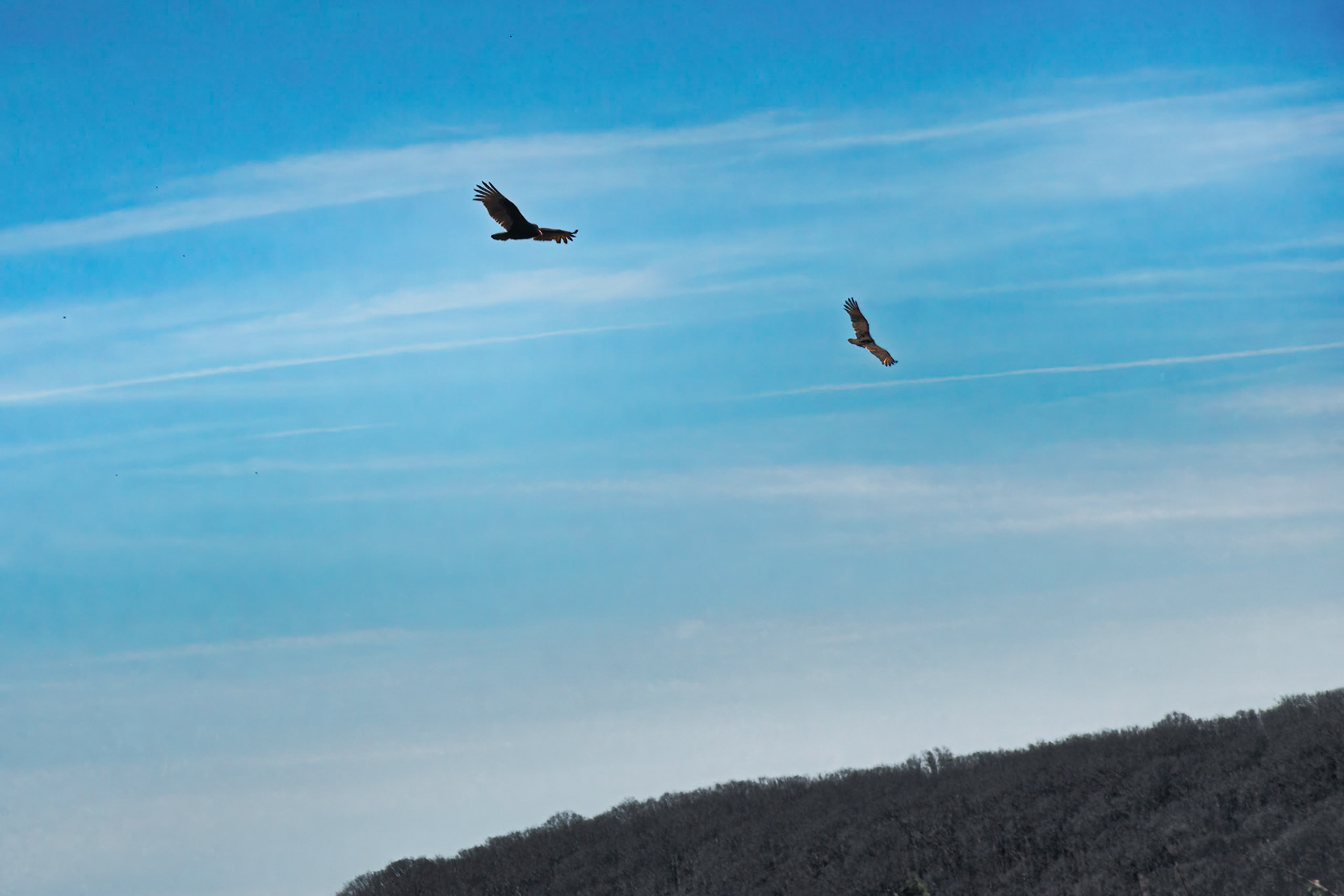 Birds in Flight at Hawk Mountain