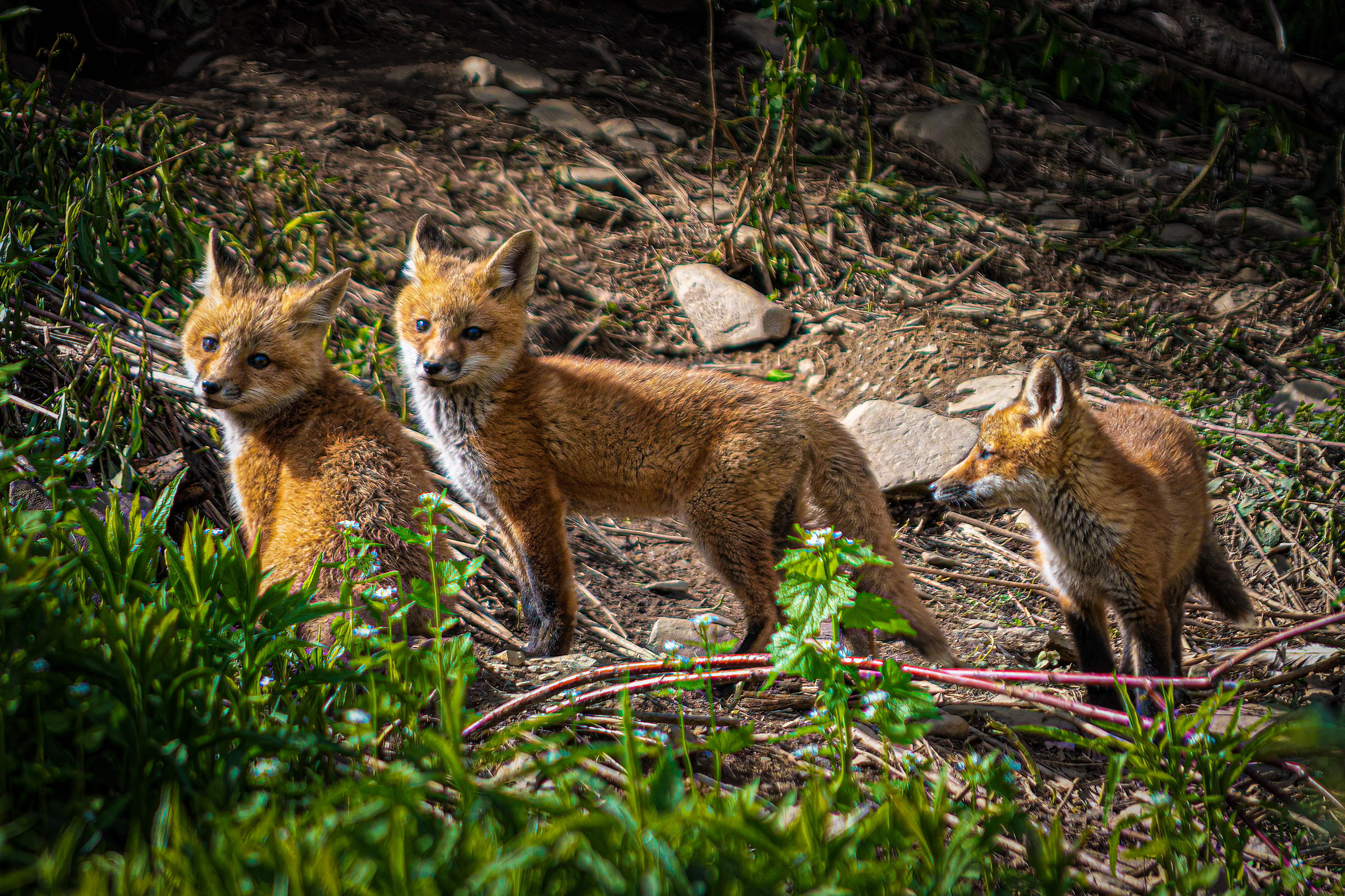 3 Fox Pups Outside Their Den