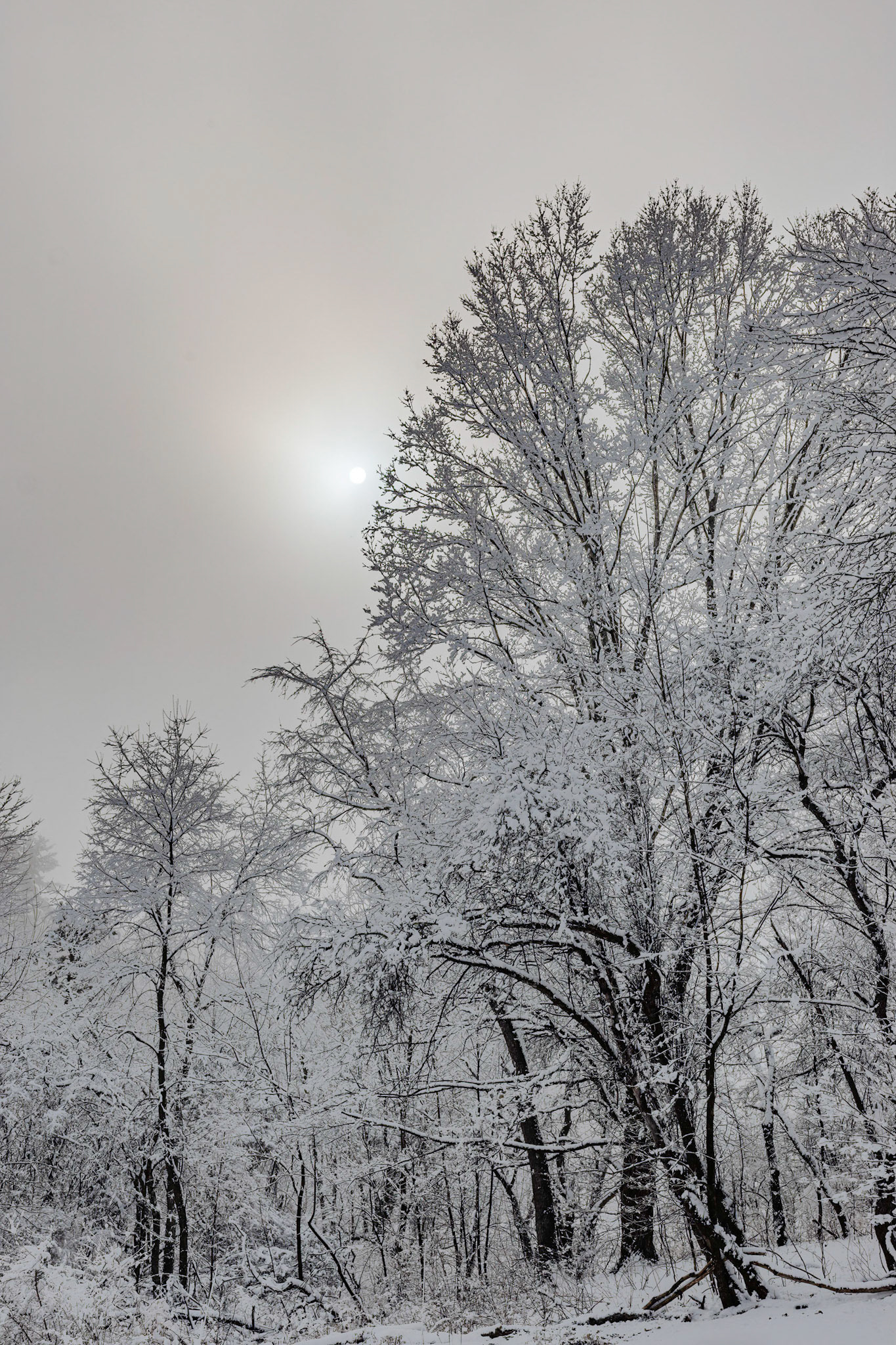 Sunrise with Fog, Snow and Trees in our Yard