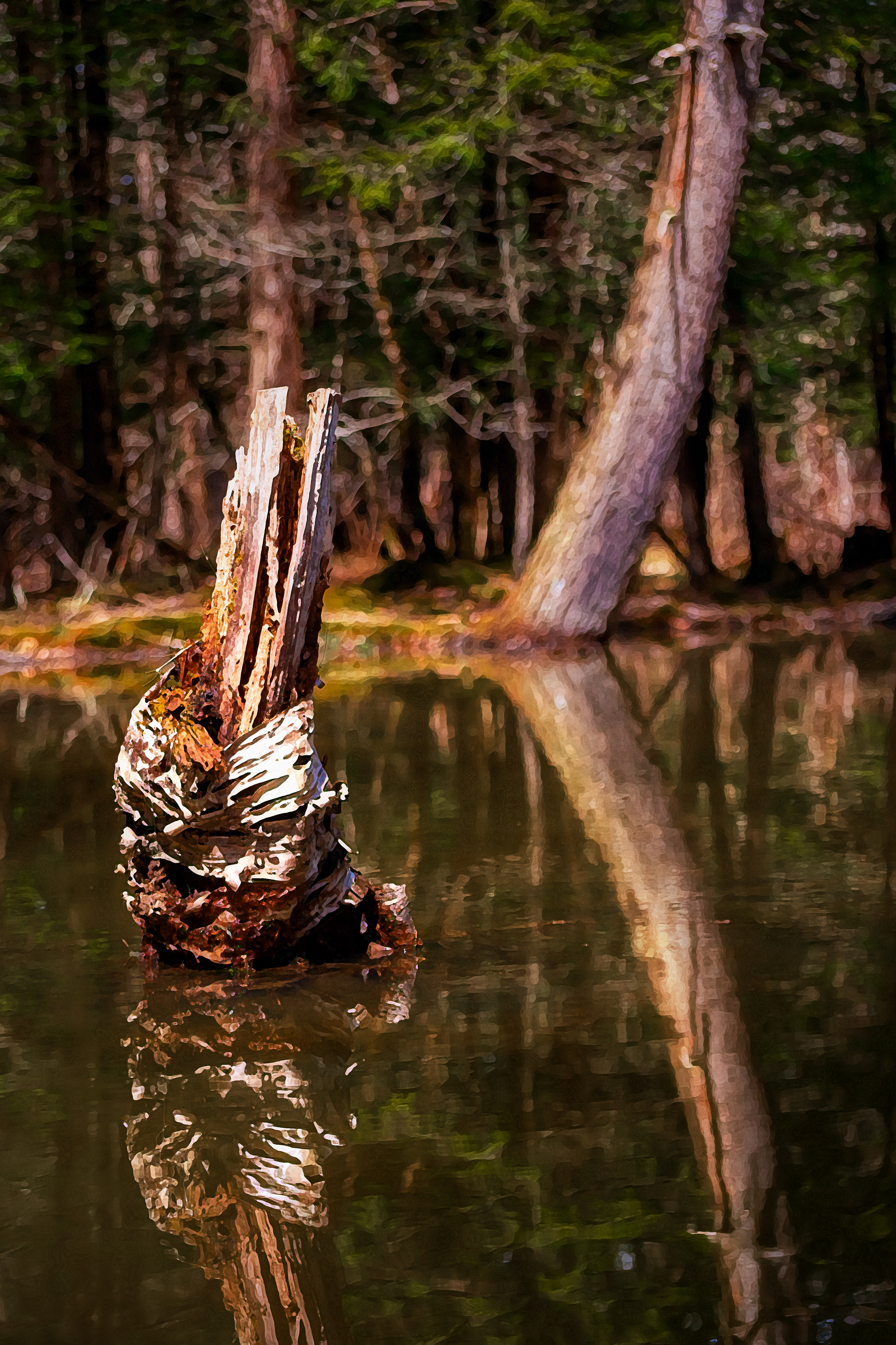 Rotting Stump in Swamp