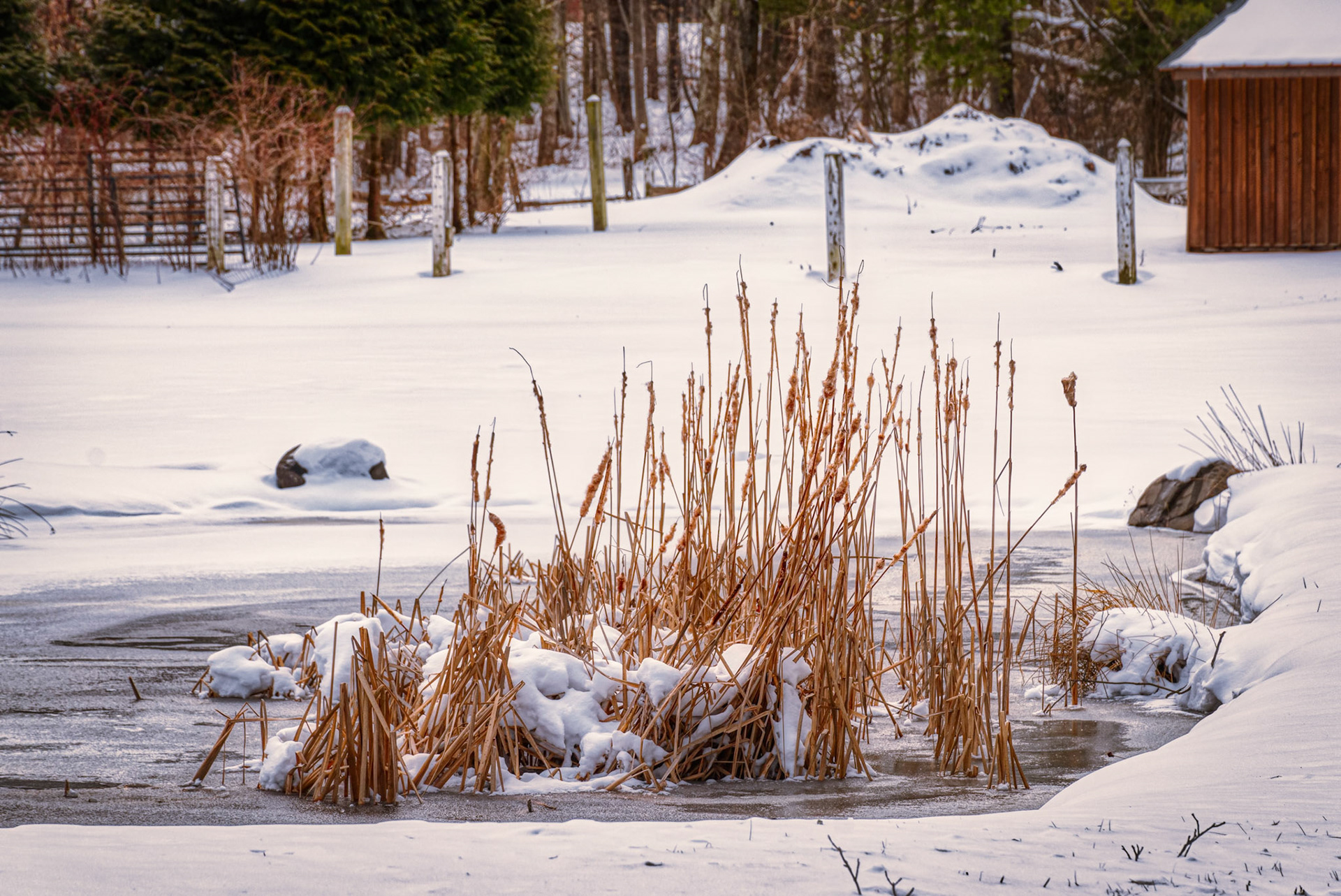 Frozen Pond with Reeds