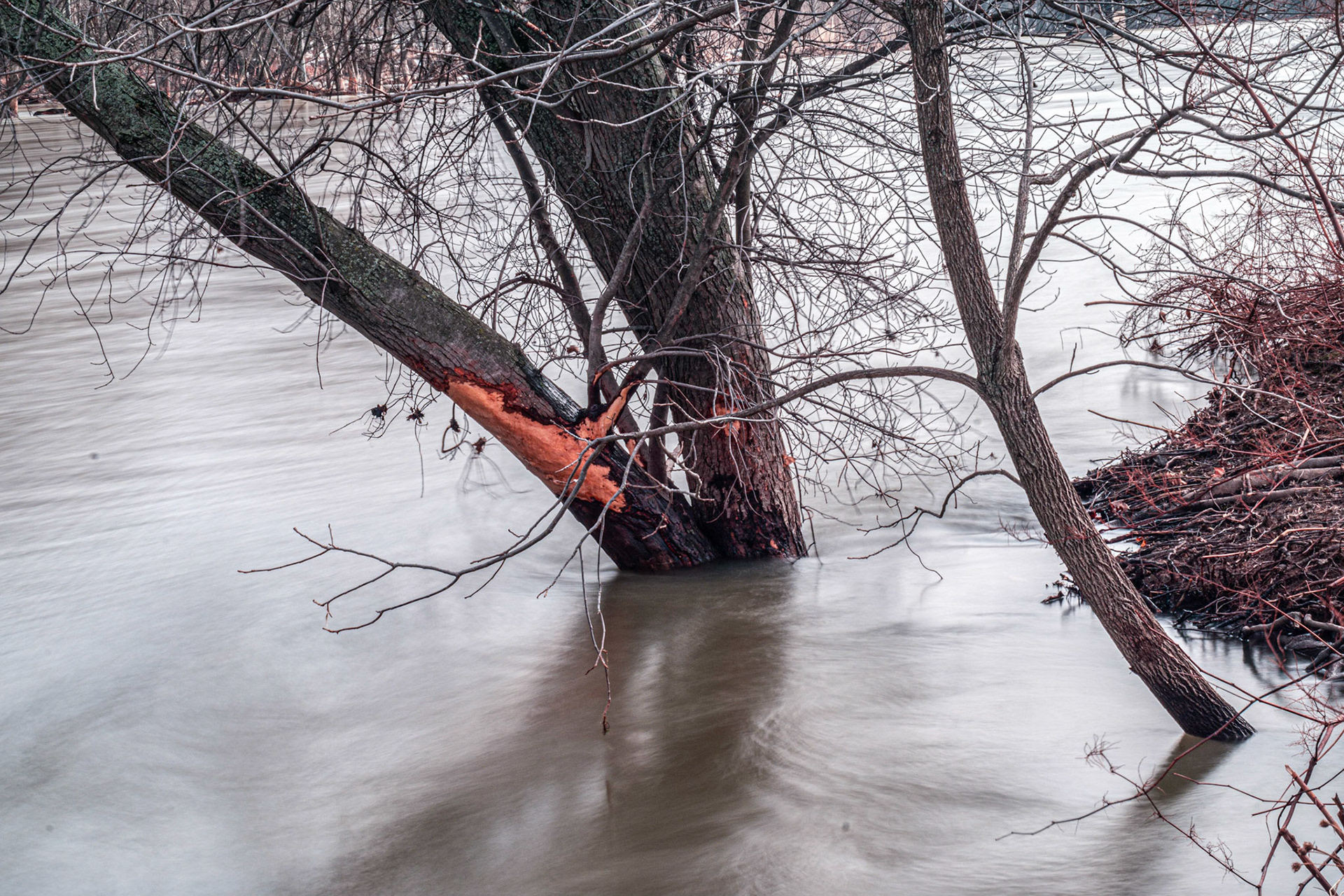 Trees Overtaken by High Water